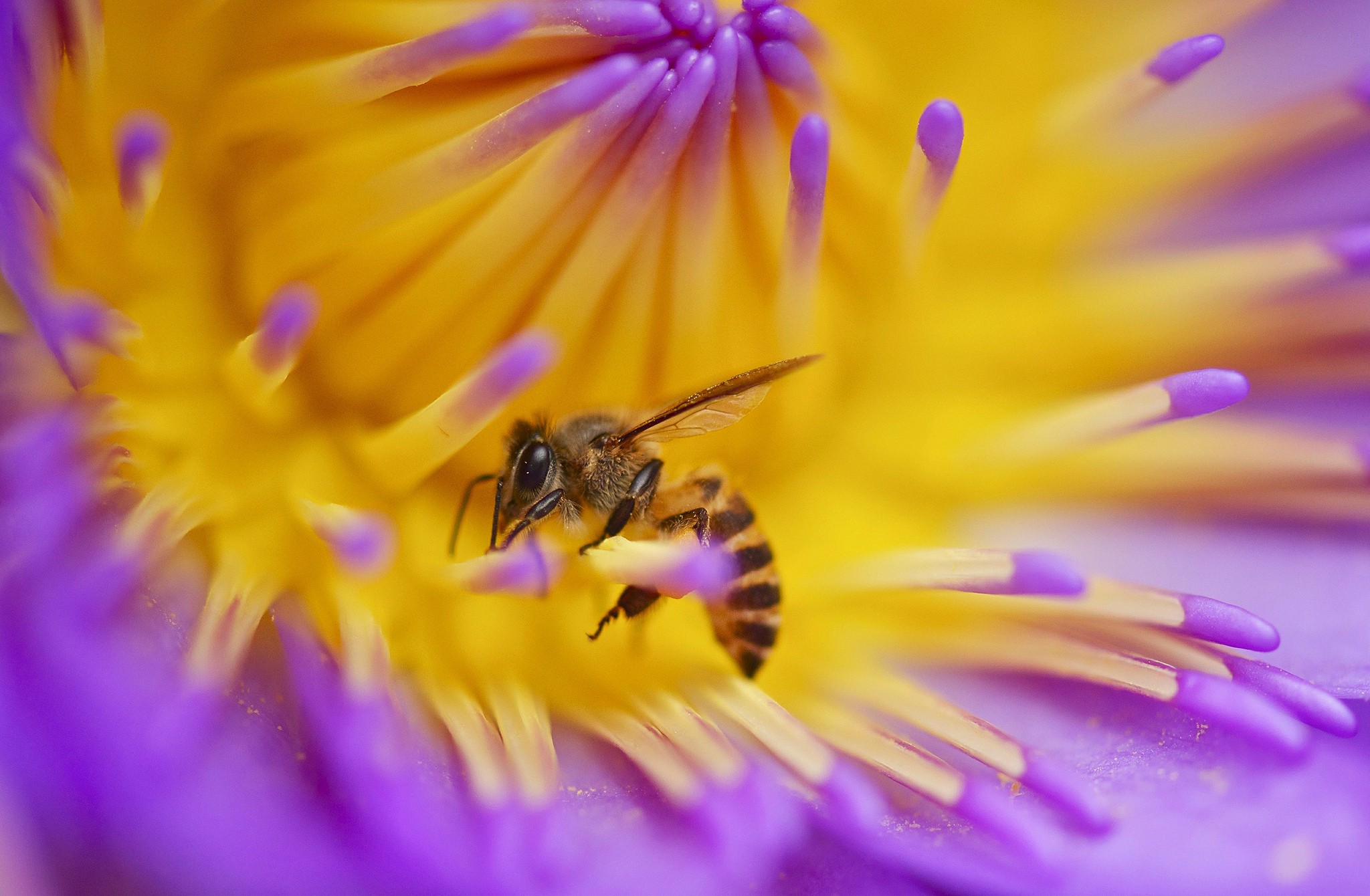 A honeybee on a yellow flower.