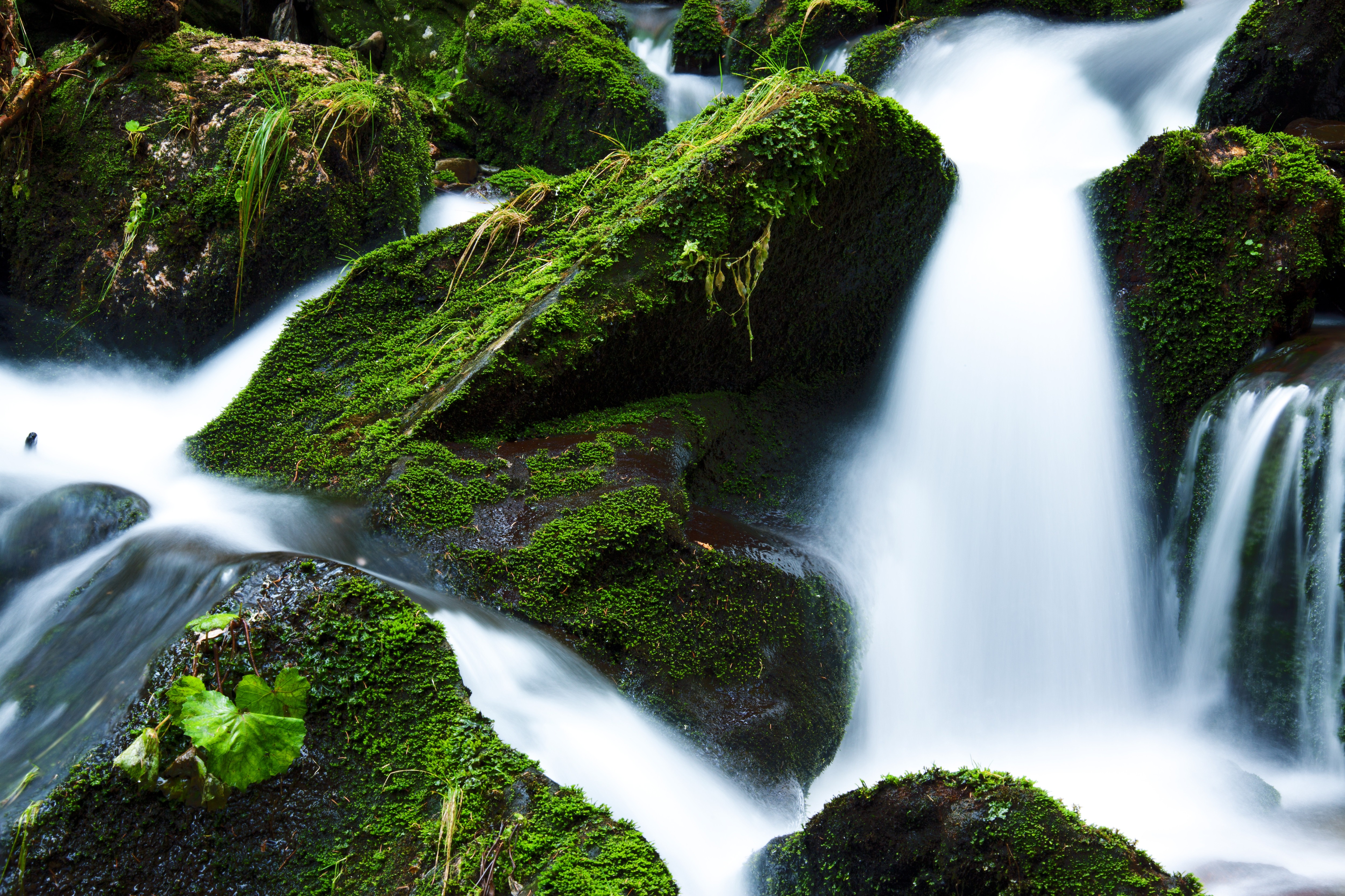 Free photo A stream in the woods with moss on the rocks.