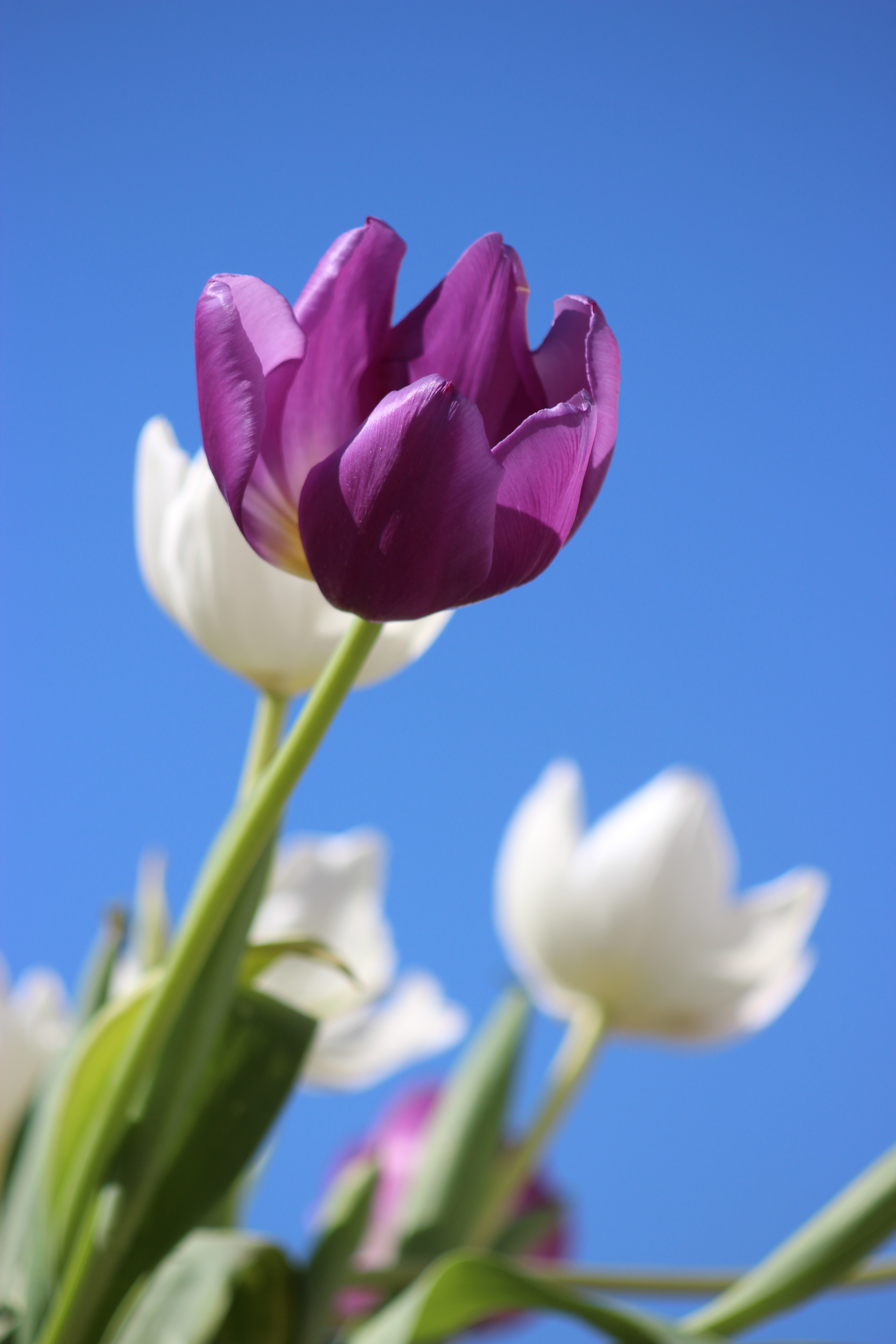 Wallpapers nature flower plant on the desktop