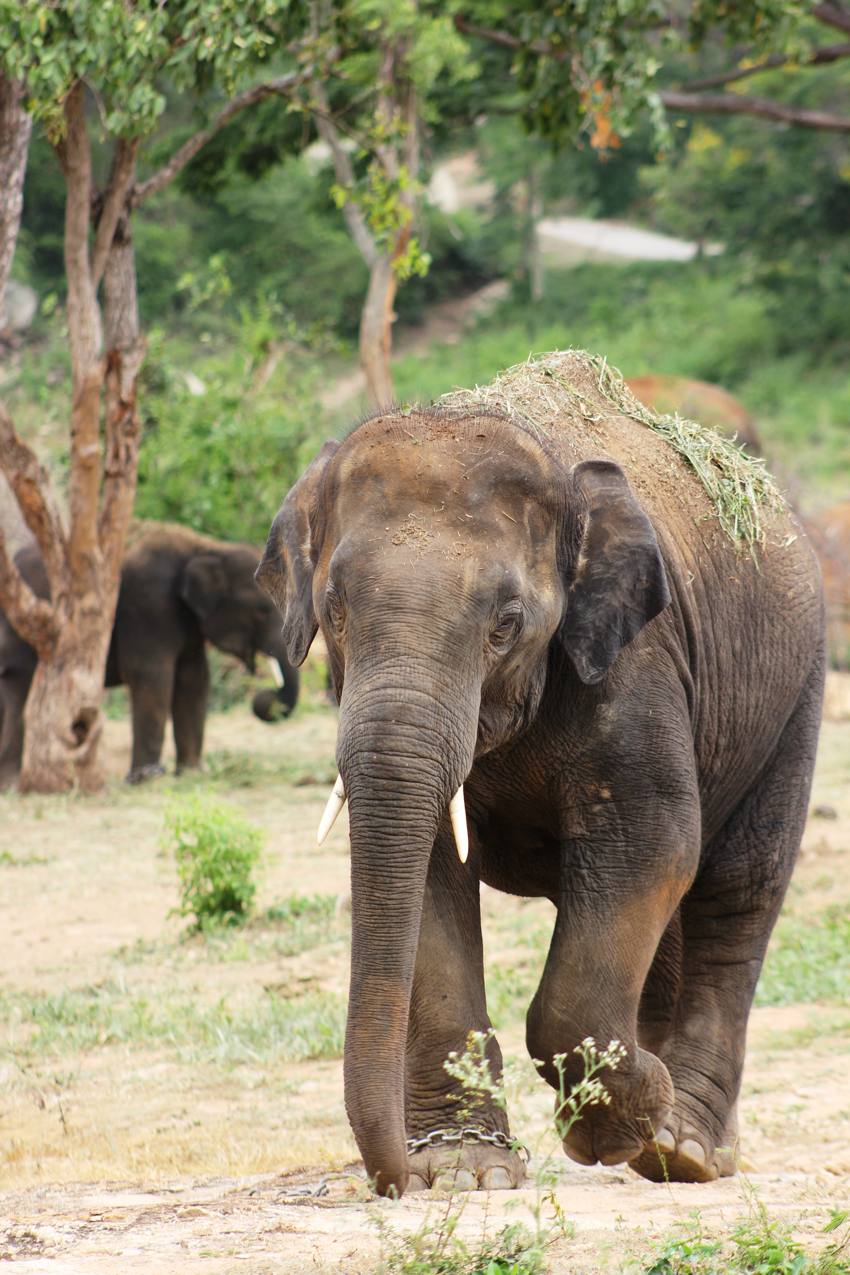 Wallpapers mammal african elephant Safari on the desktop