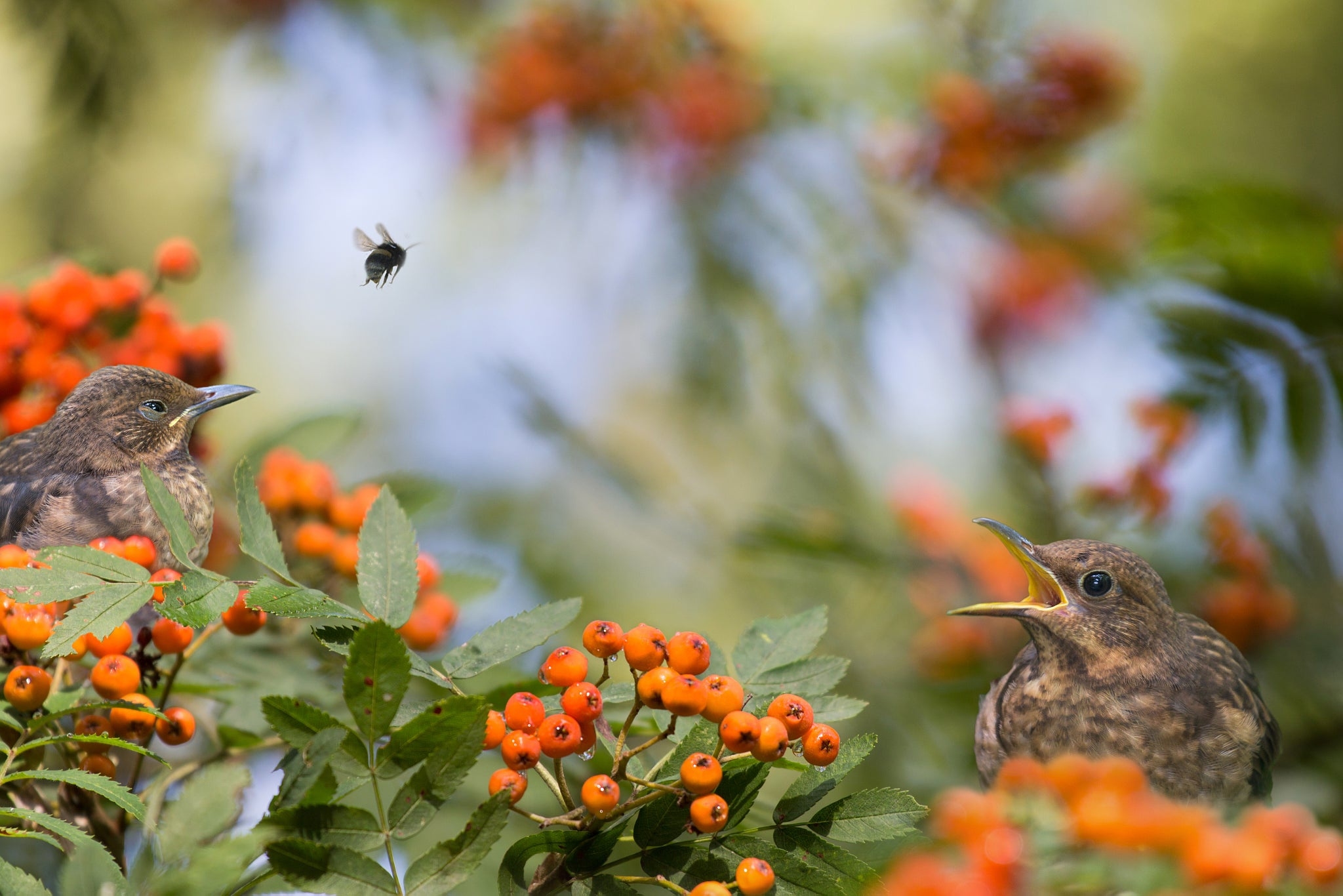 Free photo Birds sit on the branches of the rowan tree