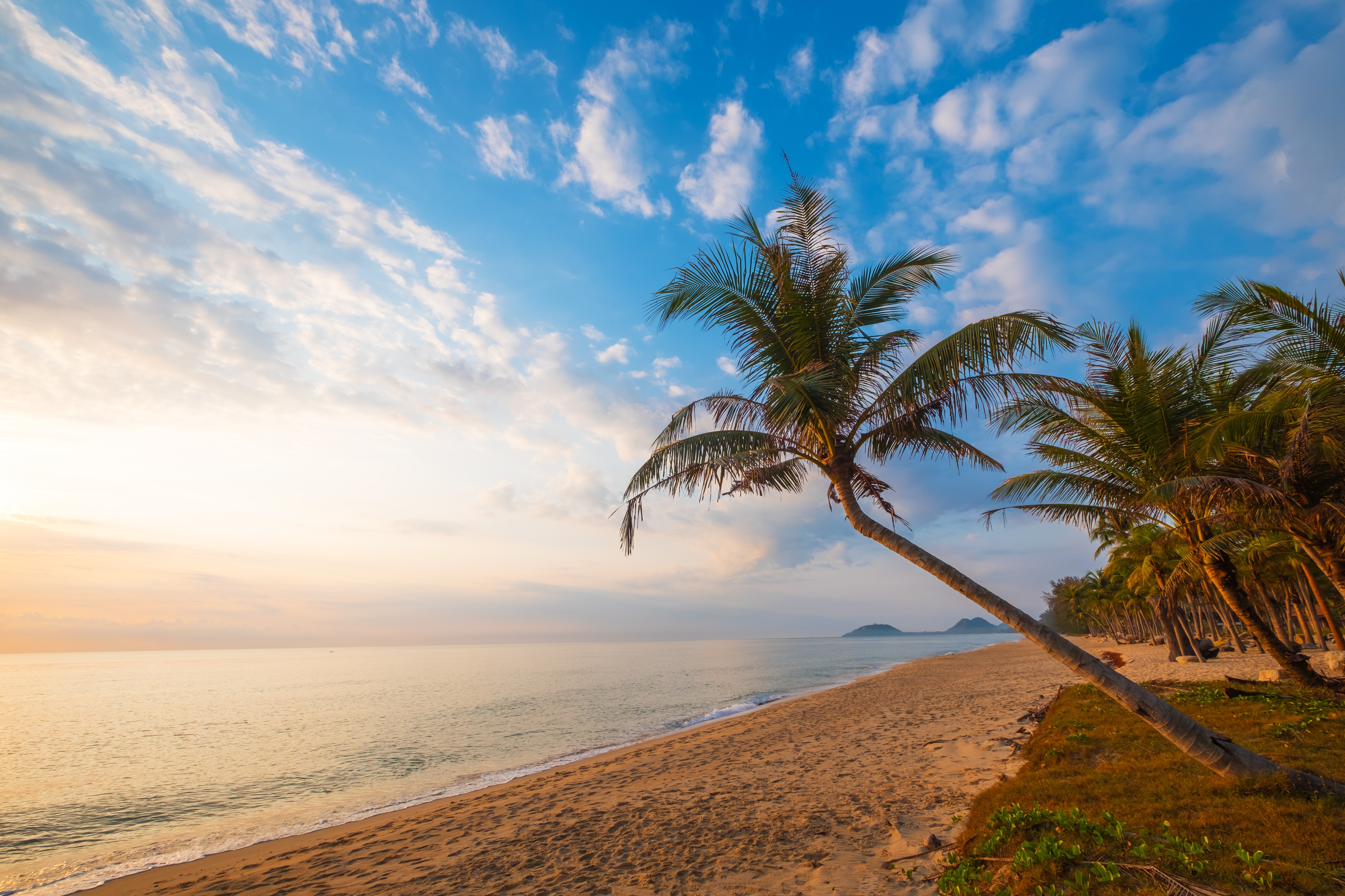 Free photo Beach with palm trees in hot weather