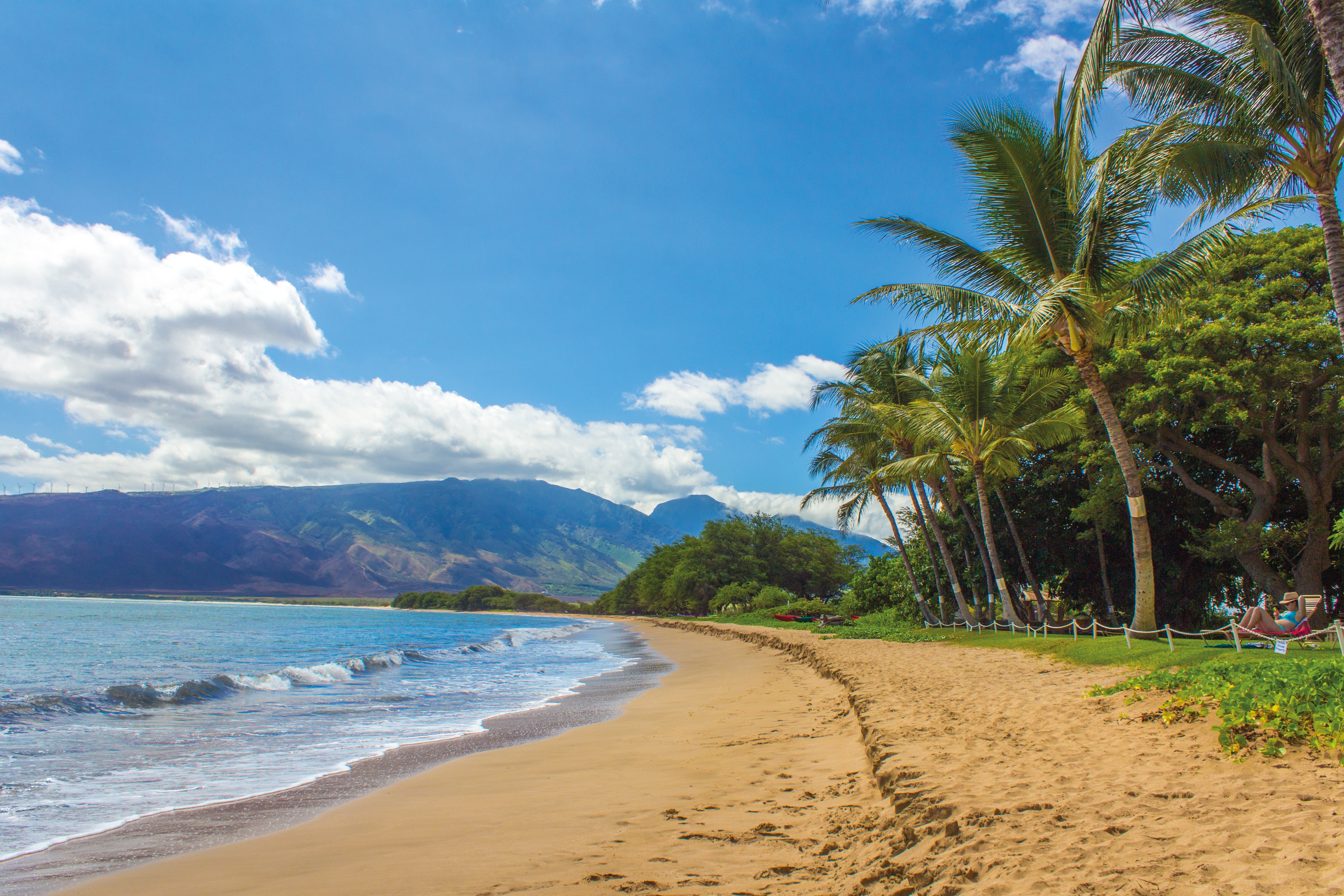 Free photo Sandy beach with palm trees