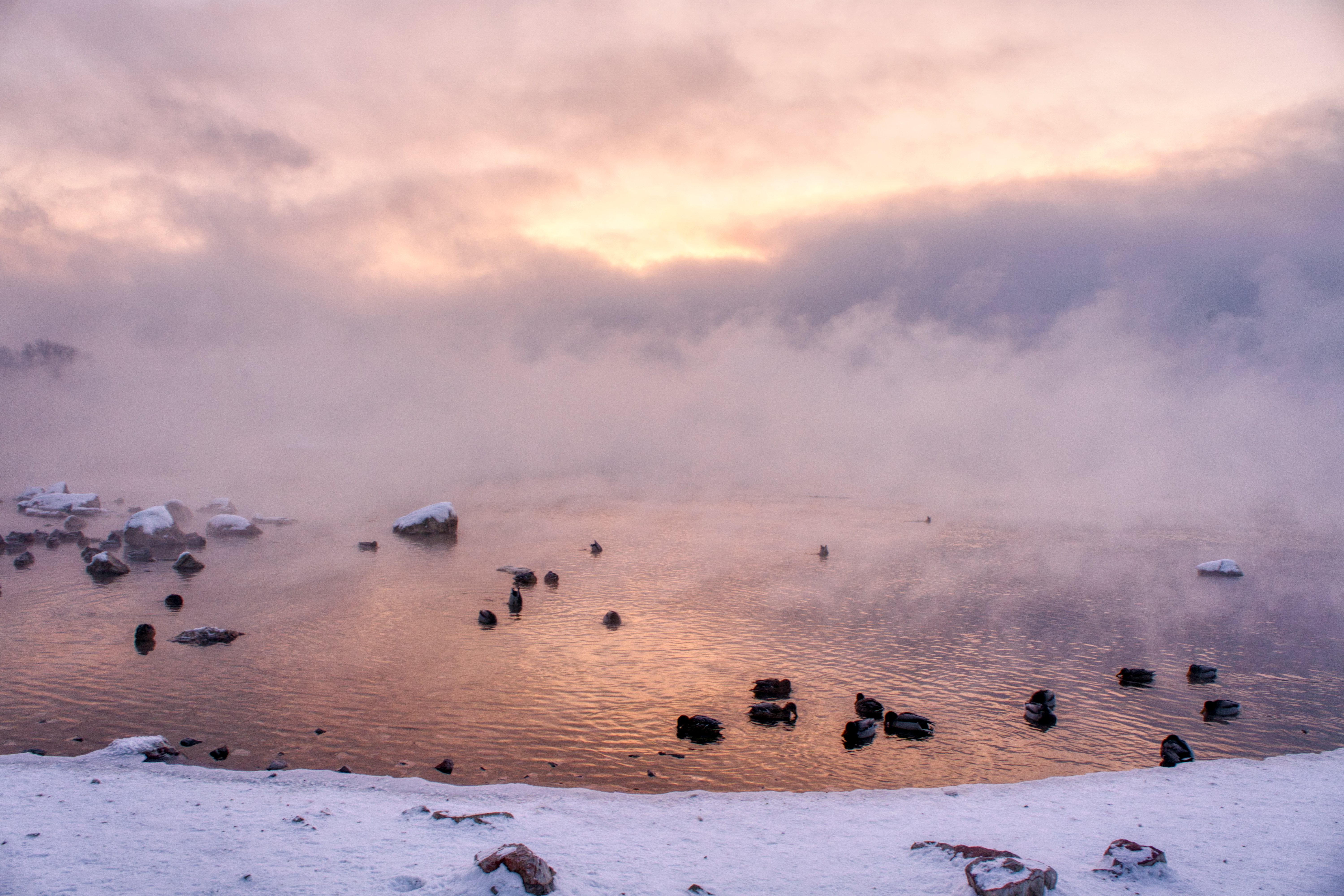 Free photo Ducks swimming in the fog