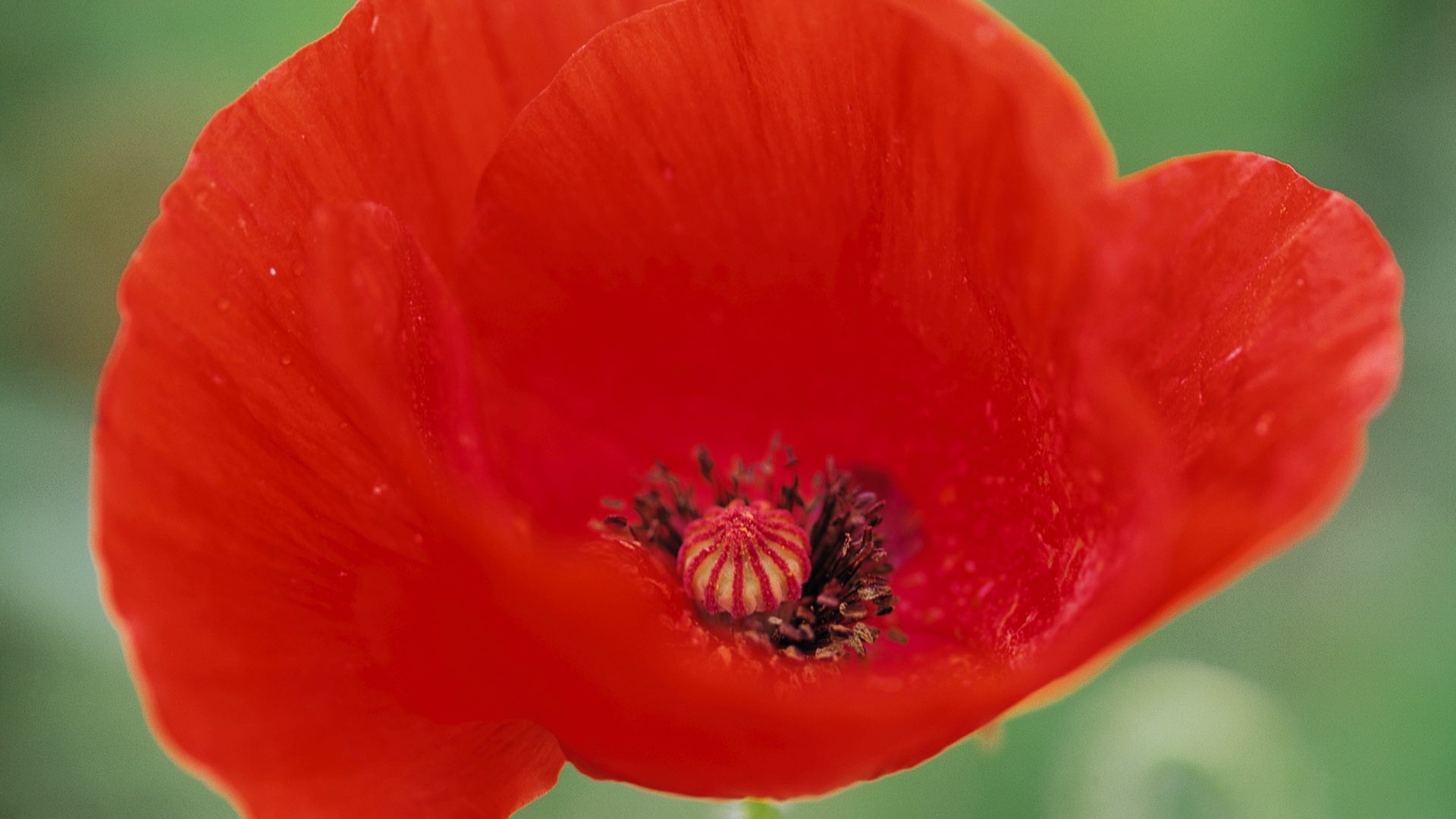 Wallpapers flowers poppies red flowers on the desktop