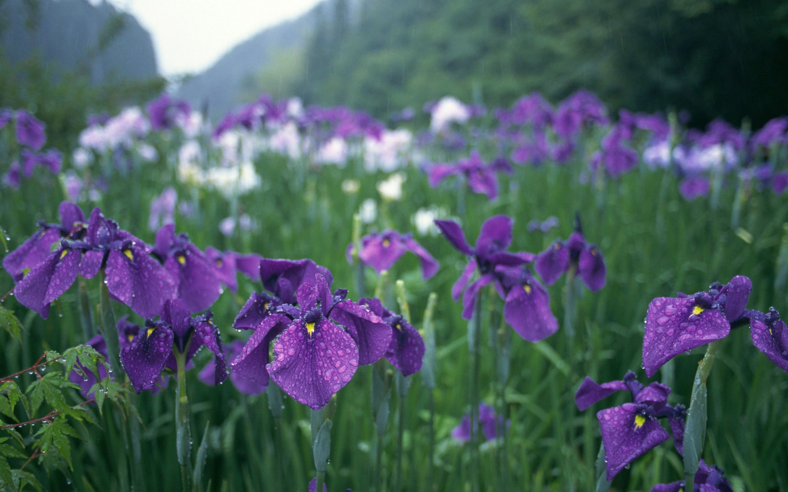 Wallpapers irises flowers grass on the desktop