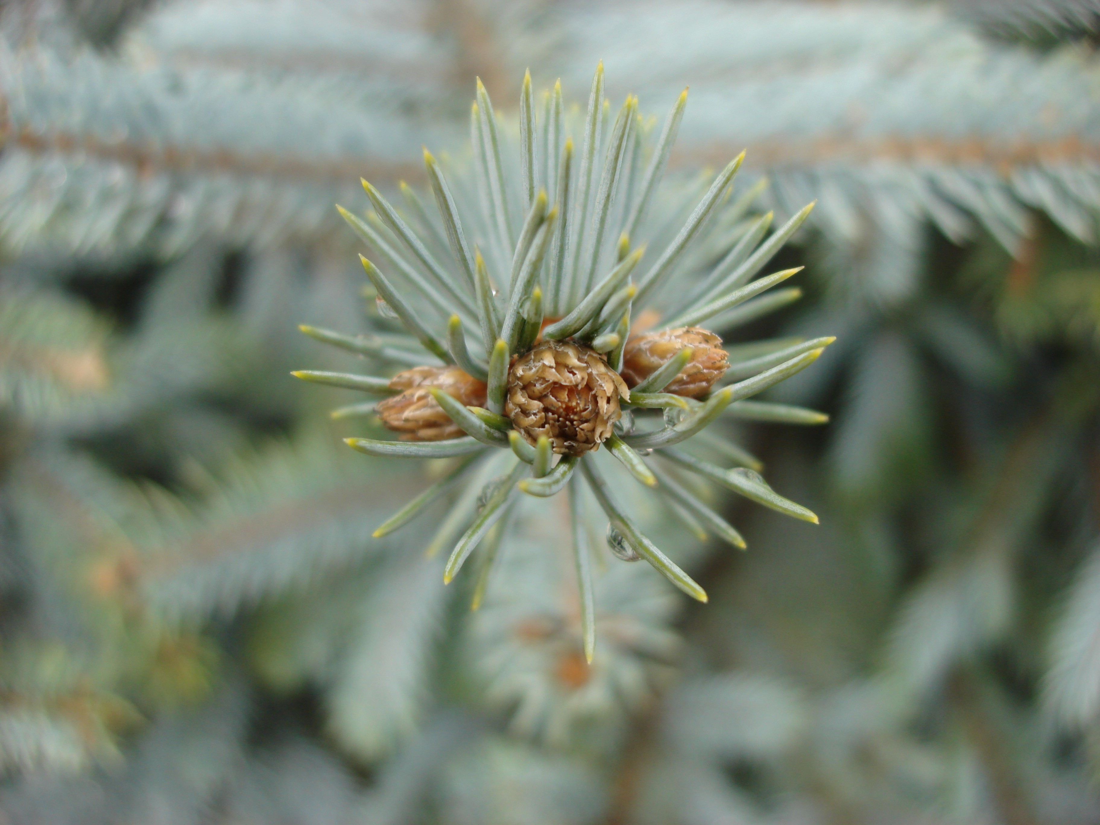 Wallpapers nature bumps macro on the desktop