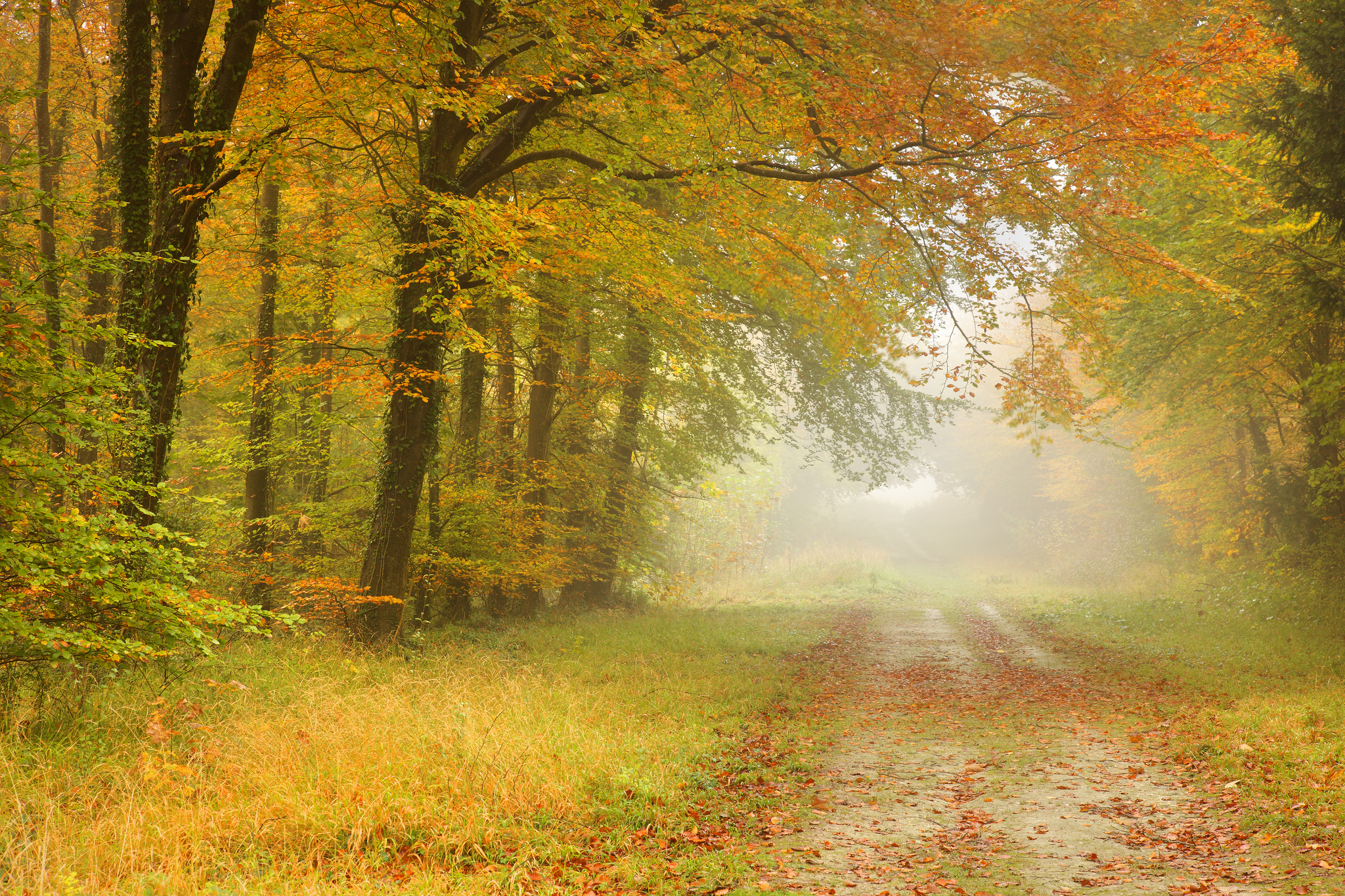 Wallpapers autumn forest village road road through the forest on the desktop