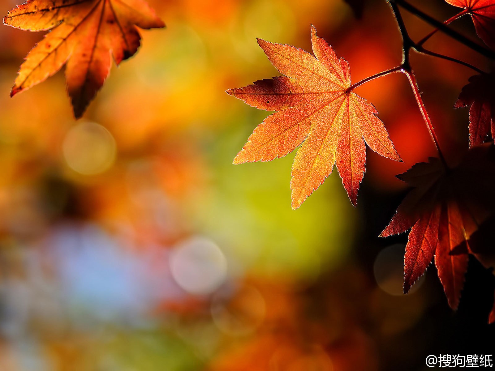 Free photo Golden Orange Autumn
