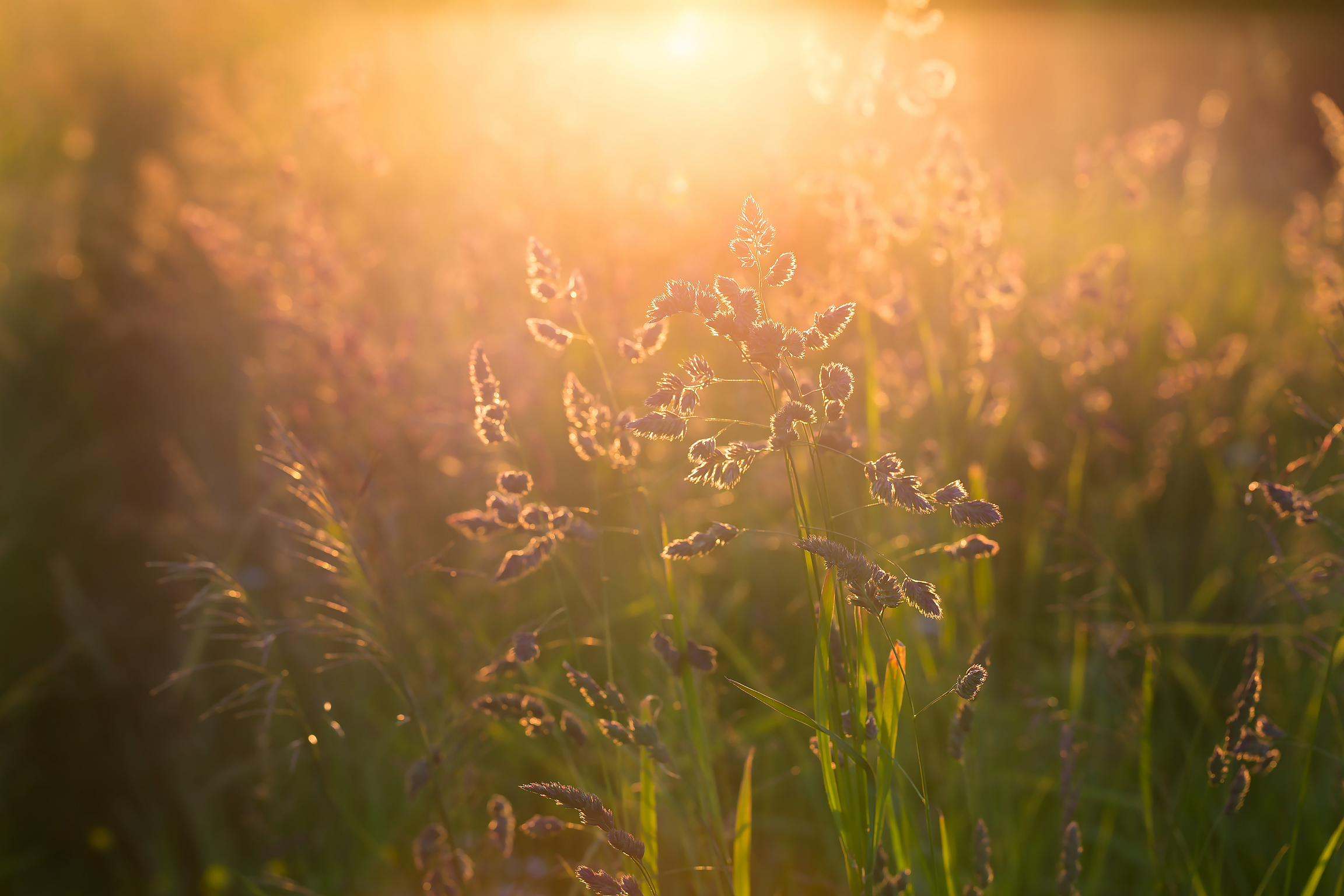 Free photo Grass and sunset