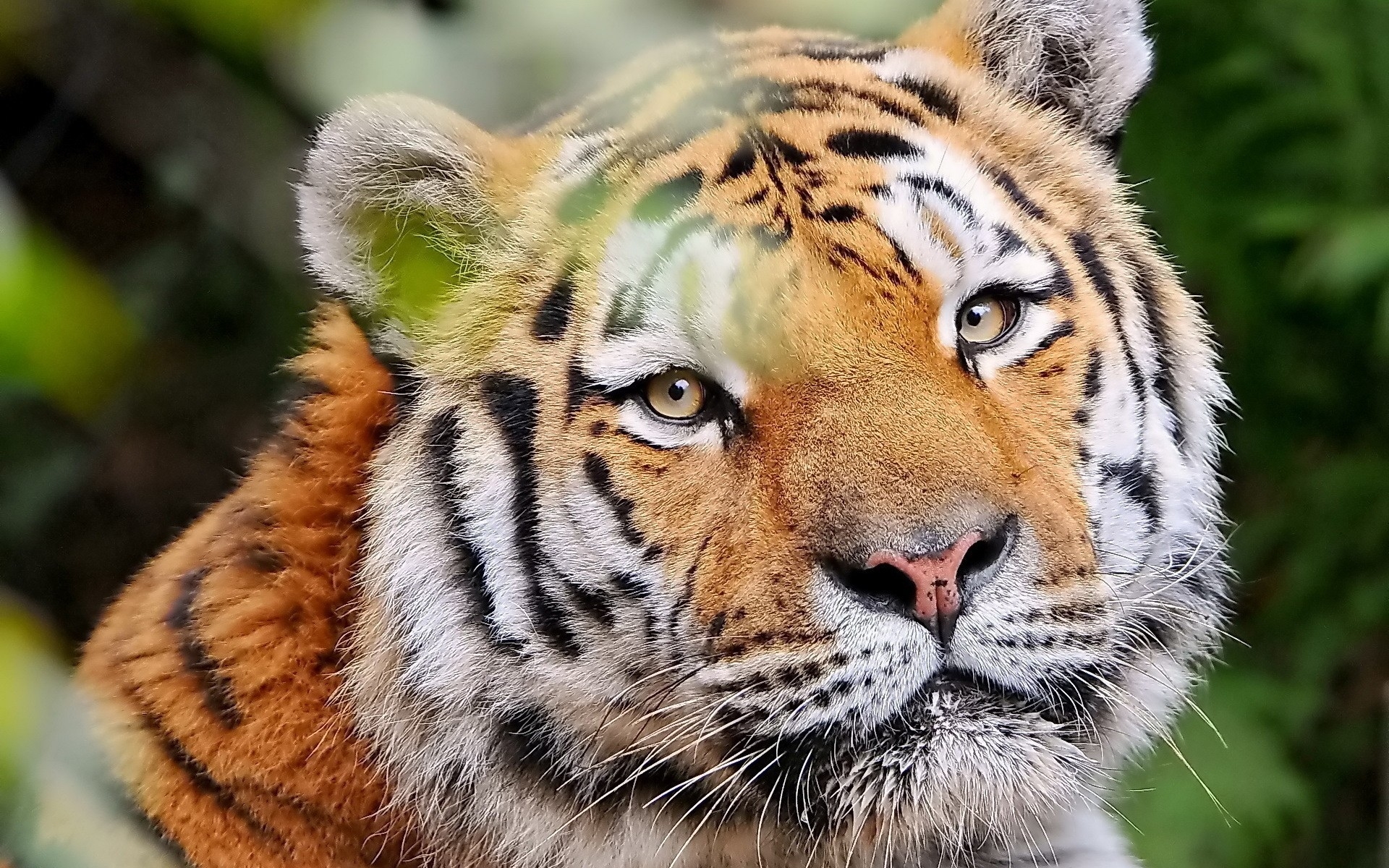 一个微笑的老虎的画像