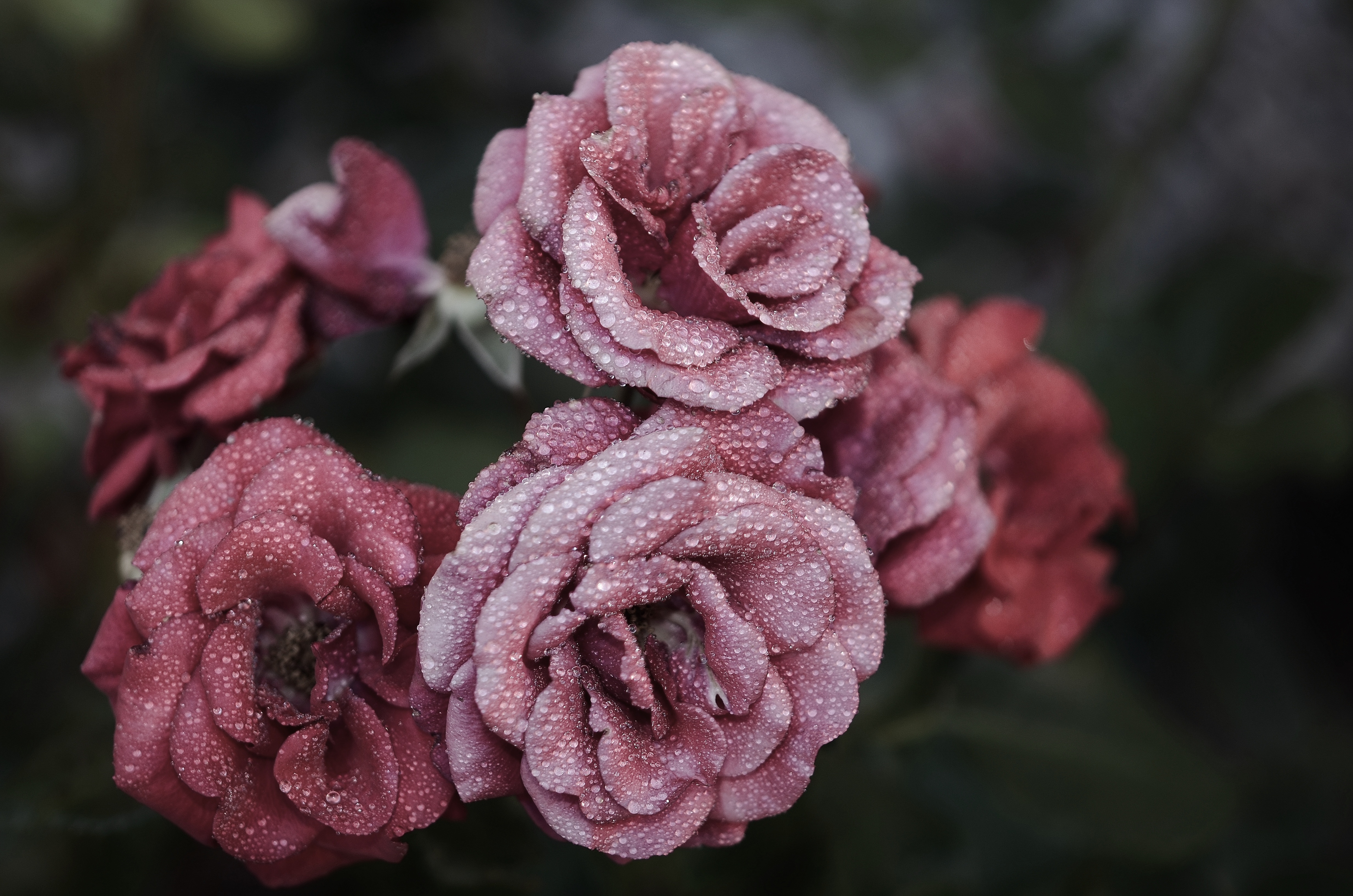 Free photo Beautiful dark pink flowers with dew drops on the petals