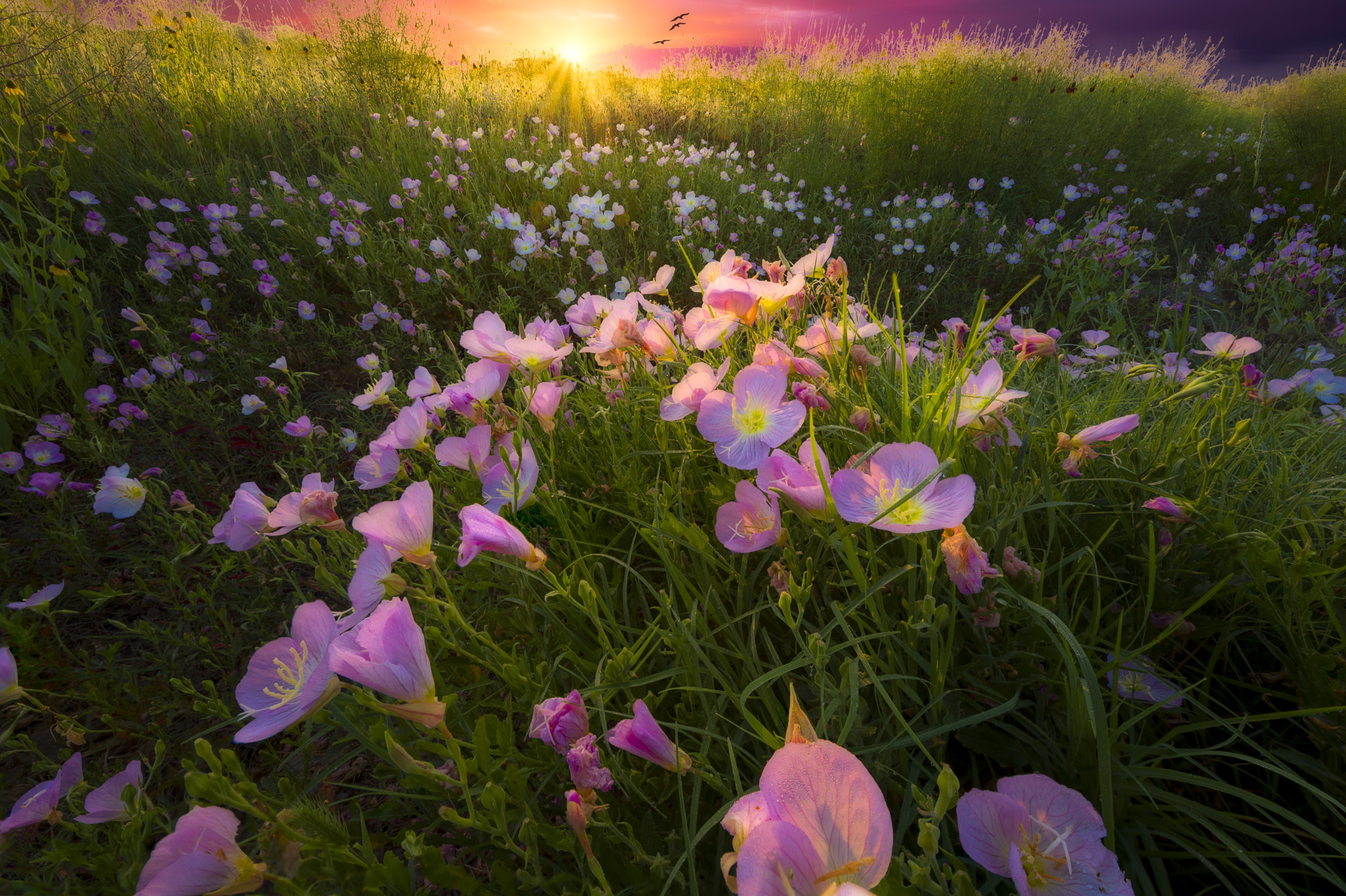 桌面上的壁纸花田 日落 鲜花