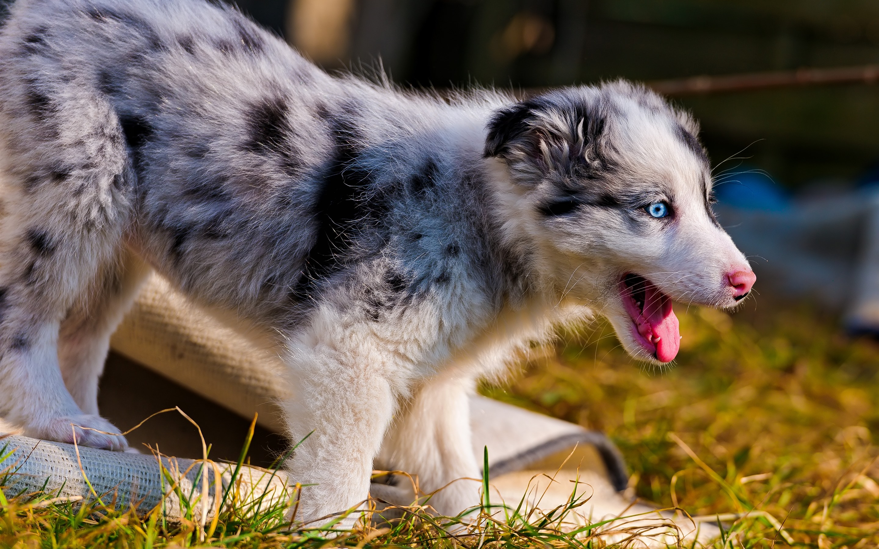 Free photo A fluffy Australian Shepherd puppy.