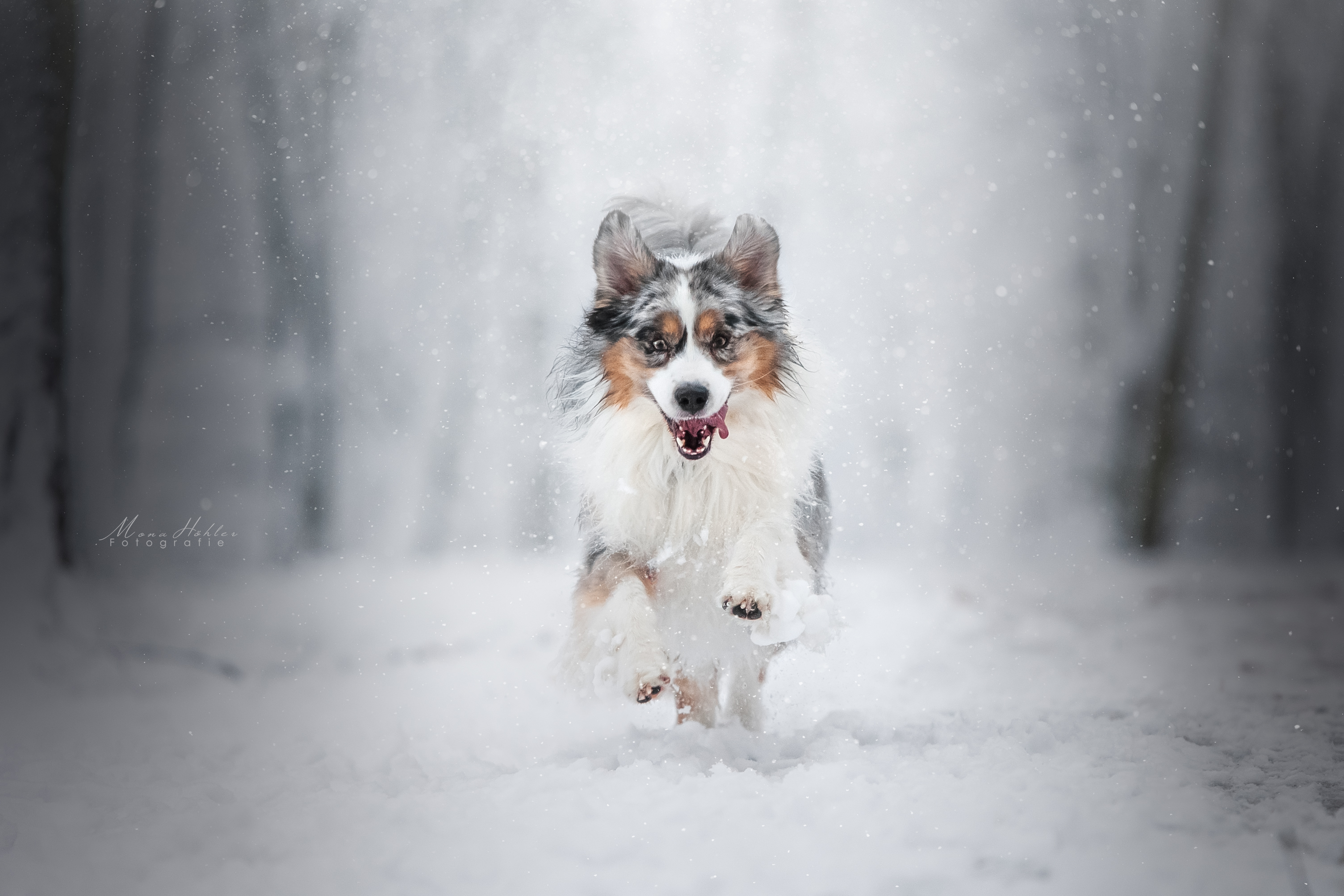 Wallpapers pet beauty snow on the desktop