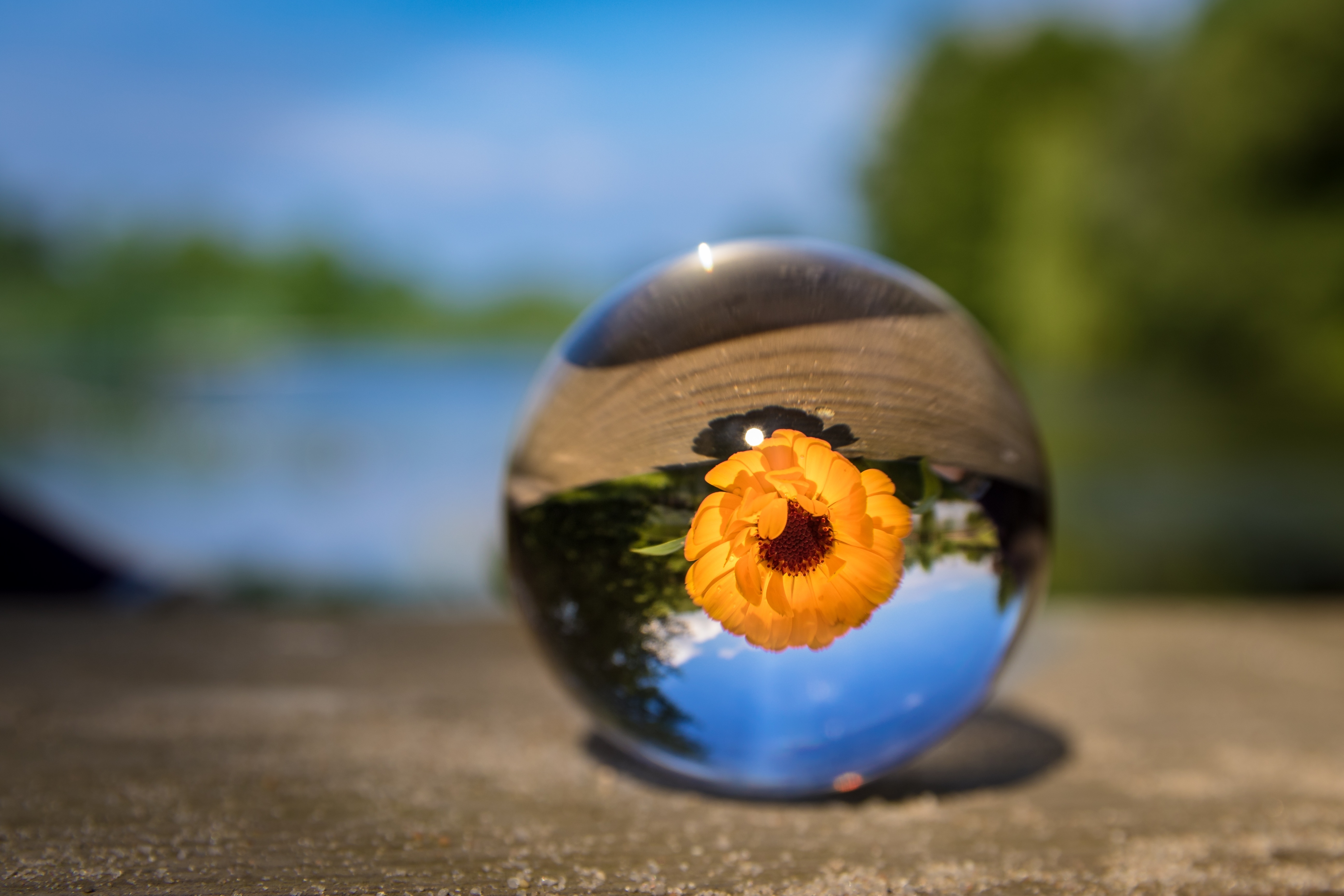 Wallpapers glass globe sunflower petals on the desktop