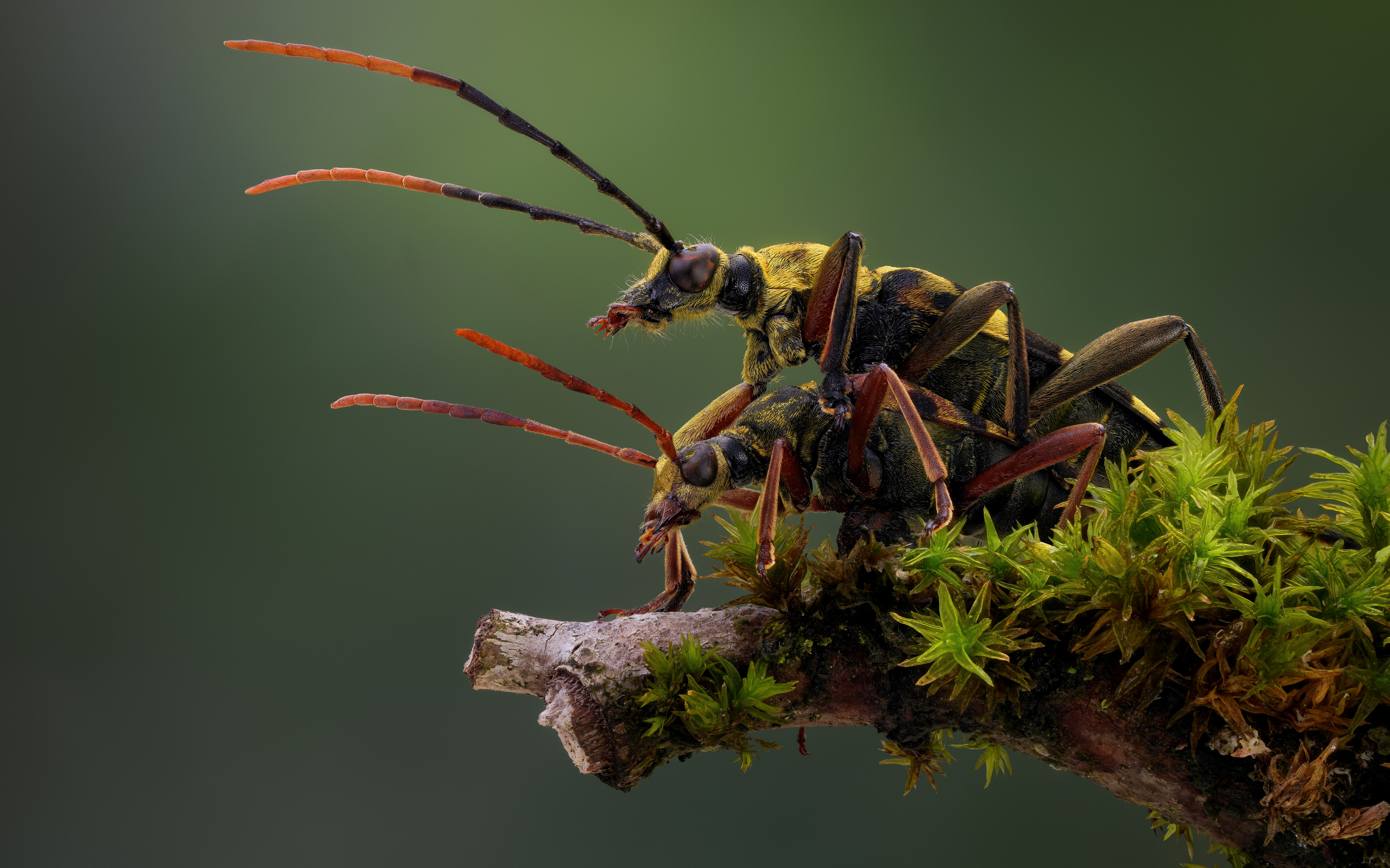 Free photo The long-nosed beetle with long whiskers