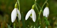 Вестники весны