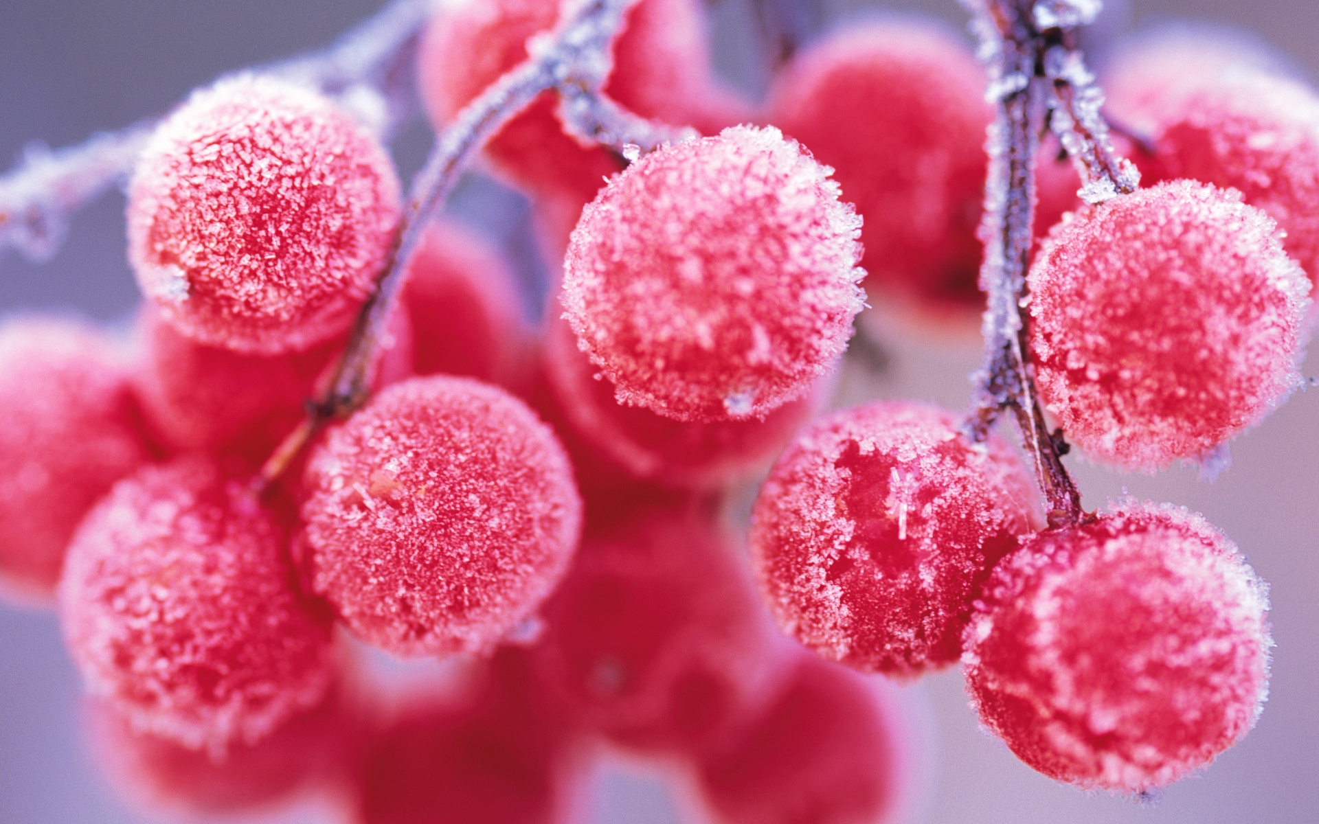Wallpapers rowan berries frost on the desktop