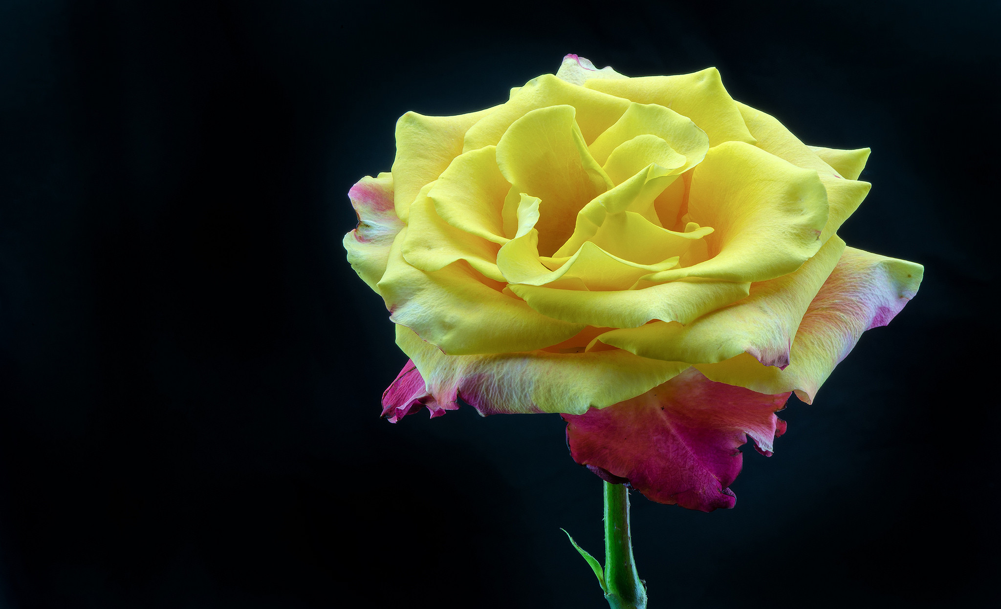 Обои цветы одинокая роза флора на рабочий стол