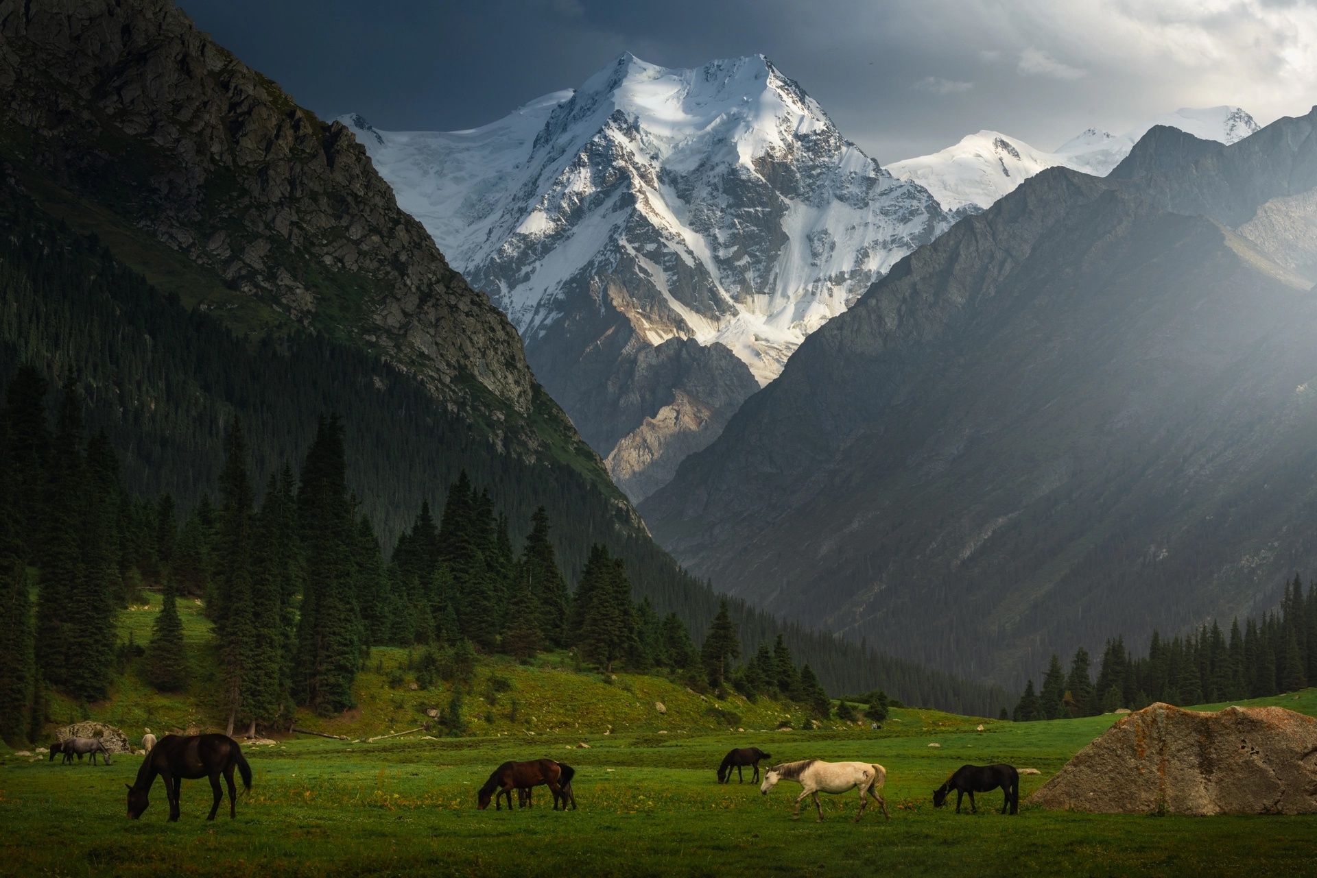 Лошади пасутся на пастбище среди красивых гор