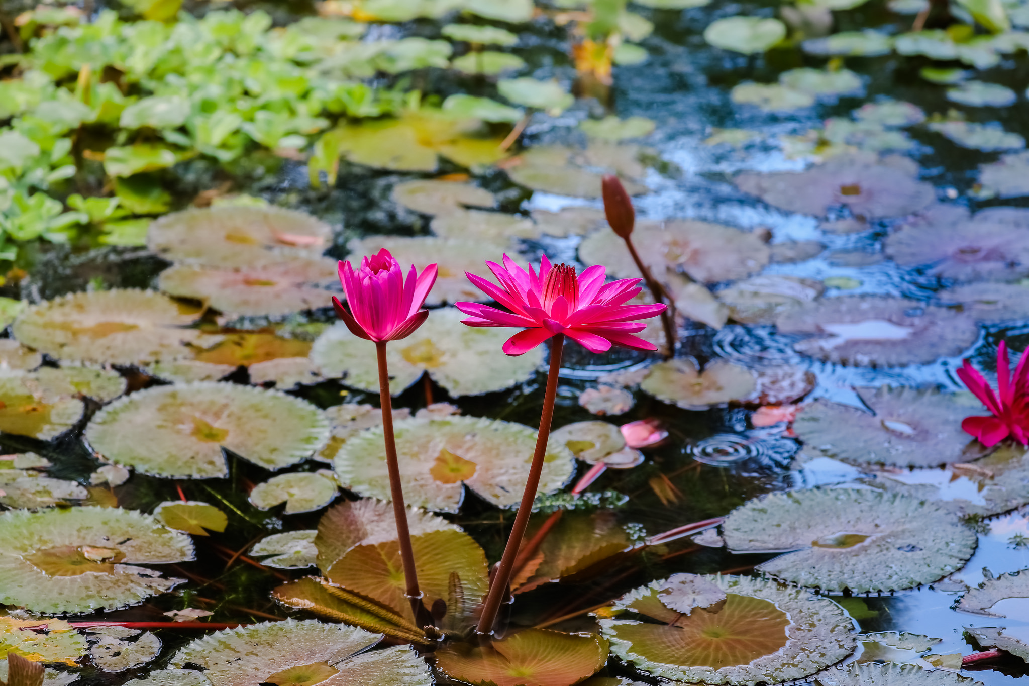 Wallpapers beautiful flower flora water-lilies on the desktop