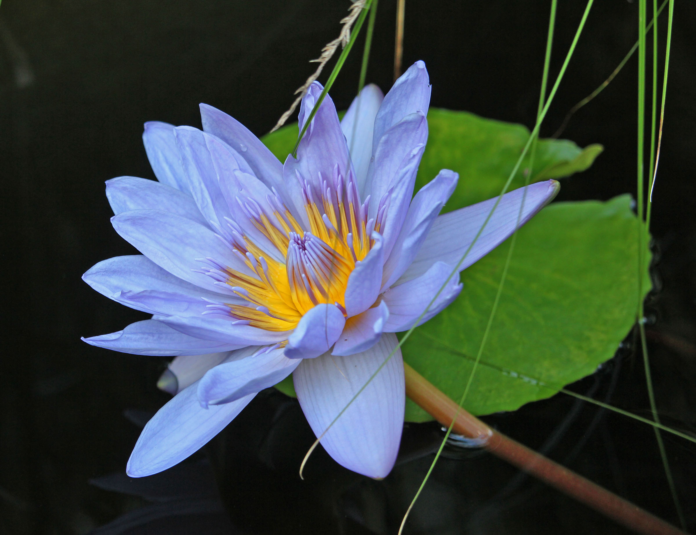 Wallpapers water-lilies water beauty beautiful flower on the desktop