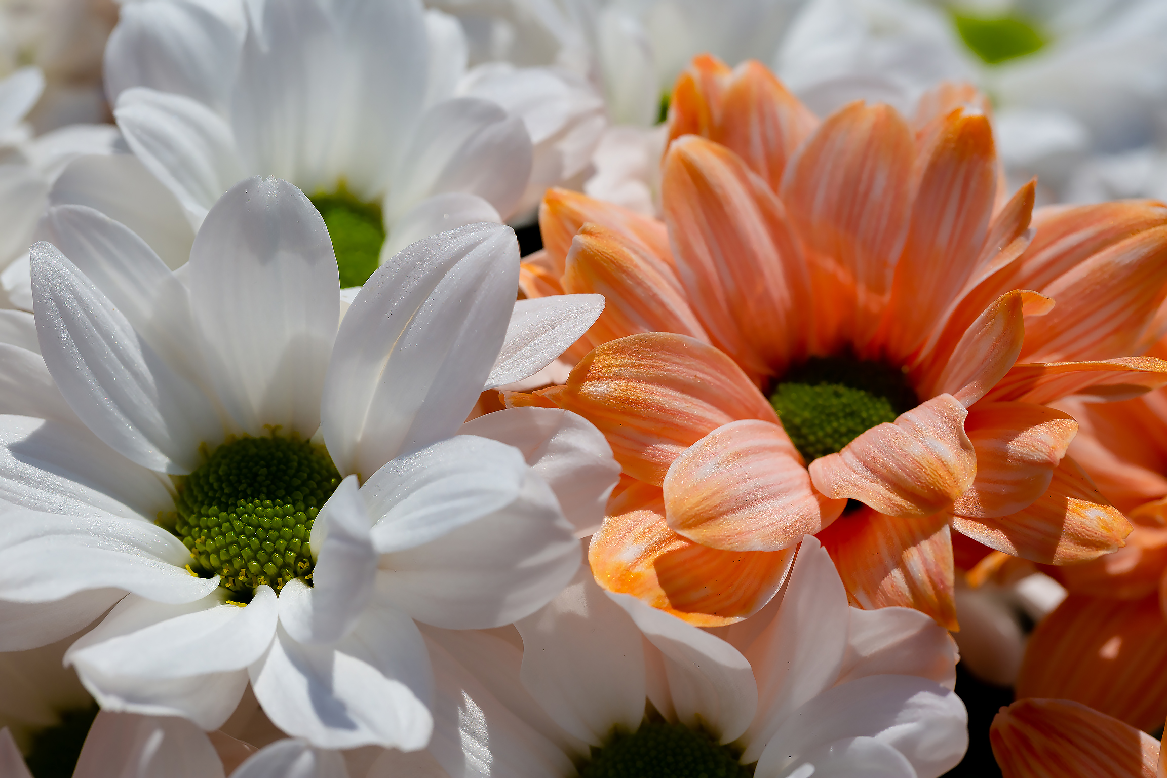 橙色和白色菊花的花束