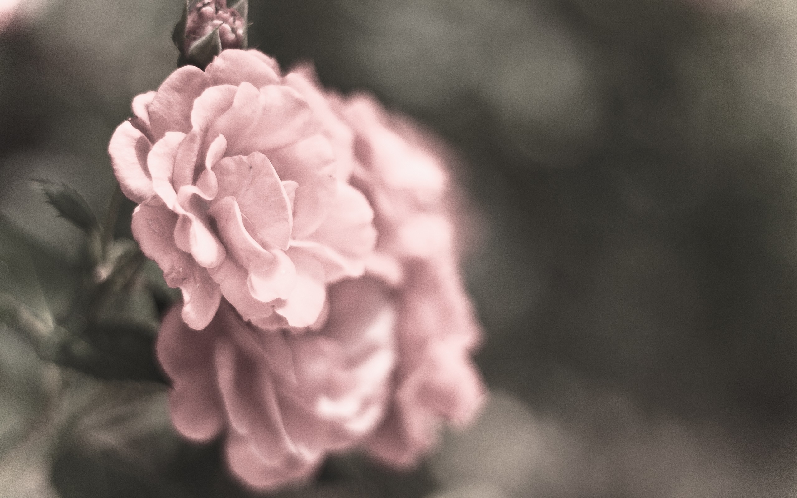 Wallpapers flowers petals blur on the desktop