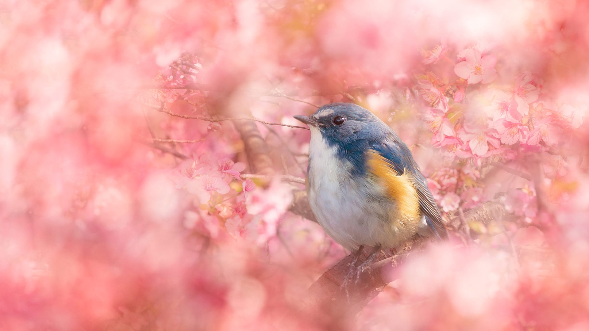 Free photo A little bird among the pink flowers