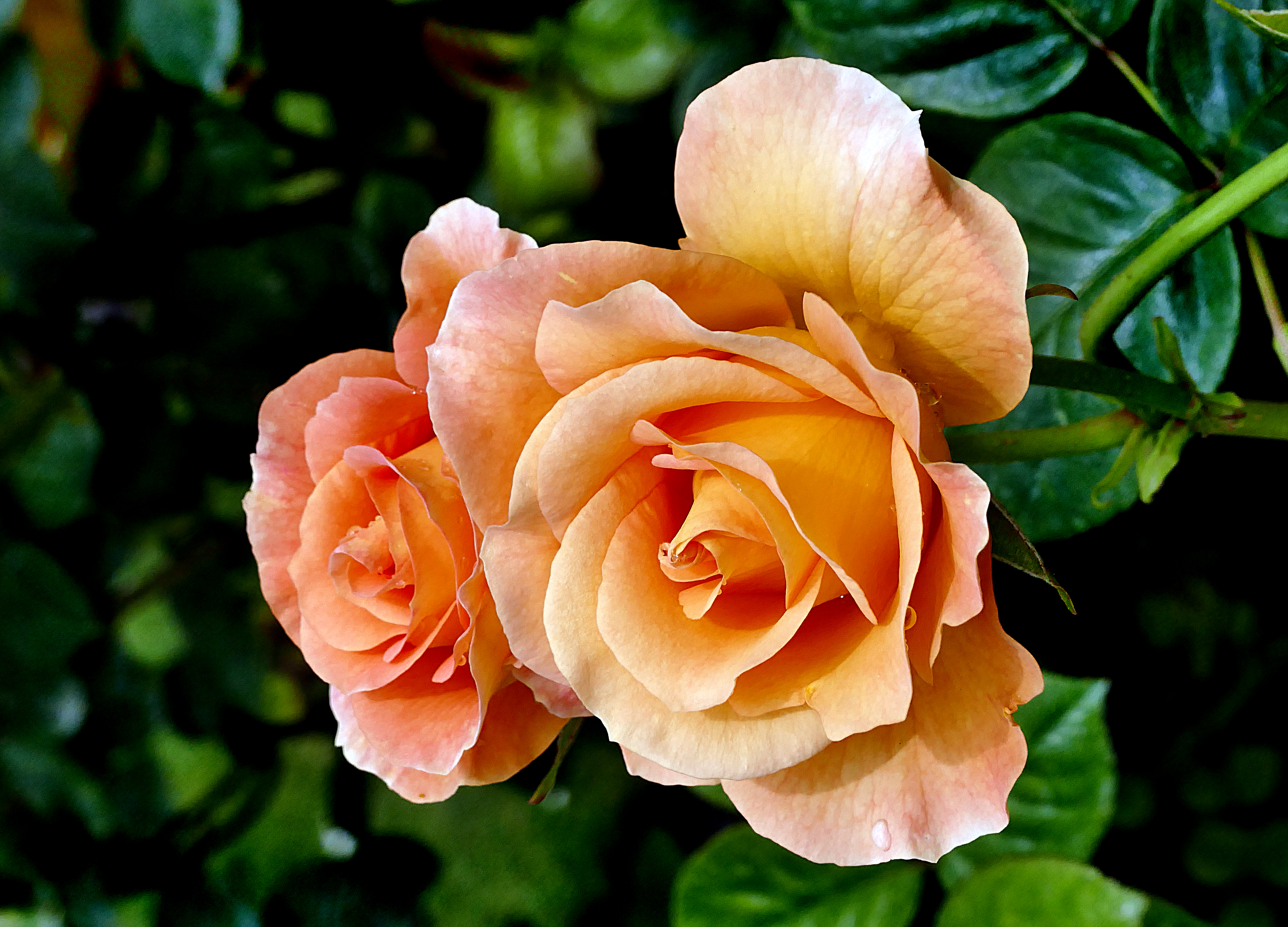 两个橙色的玫瑰