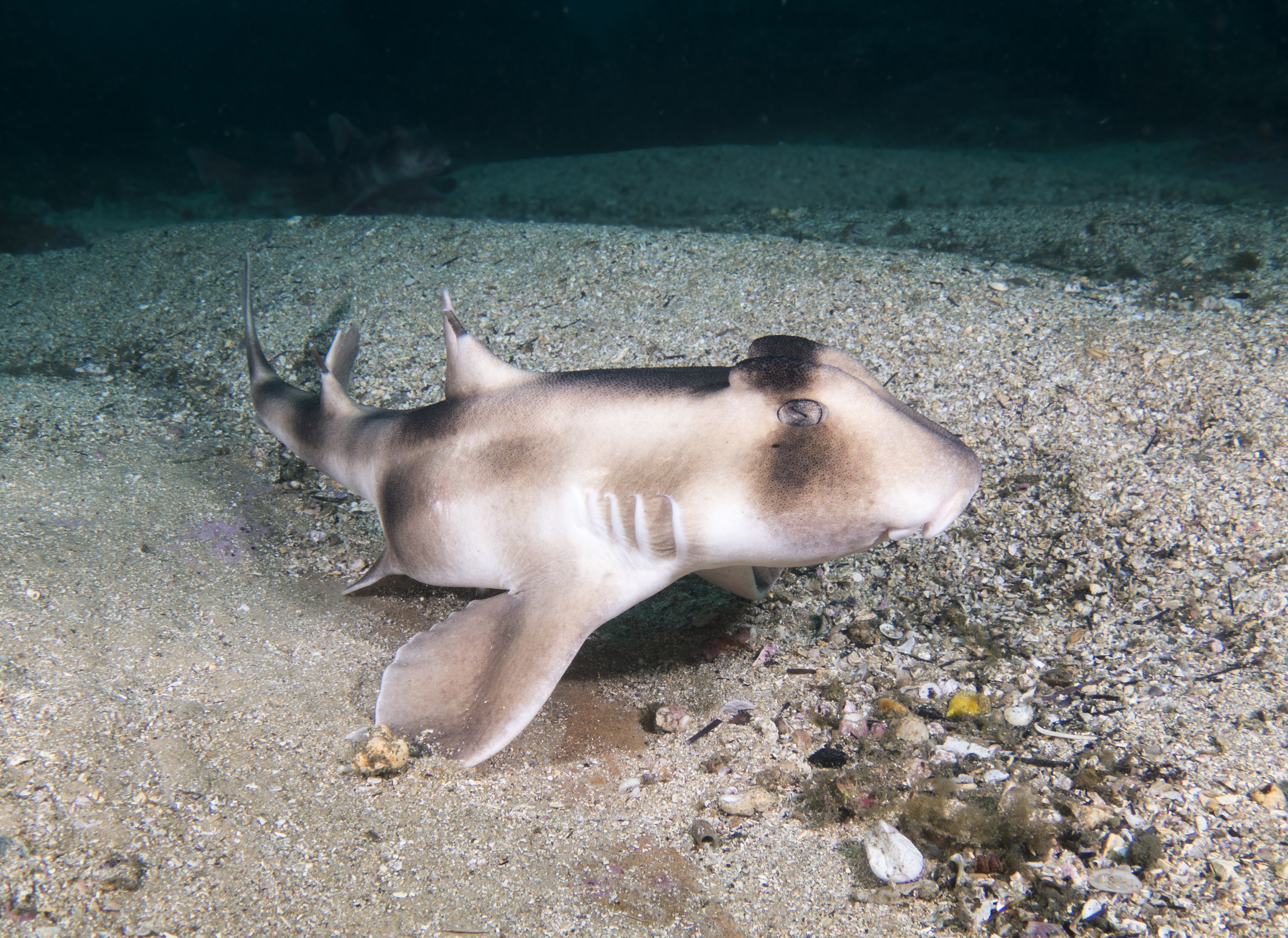 Обои шлемовидная бычья акула Crested Hornshark Australia на рабочий стол