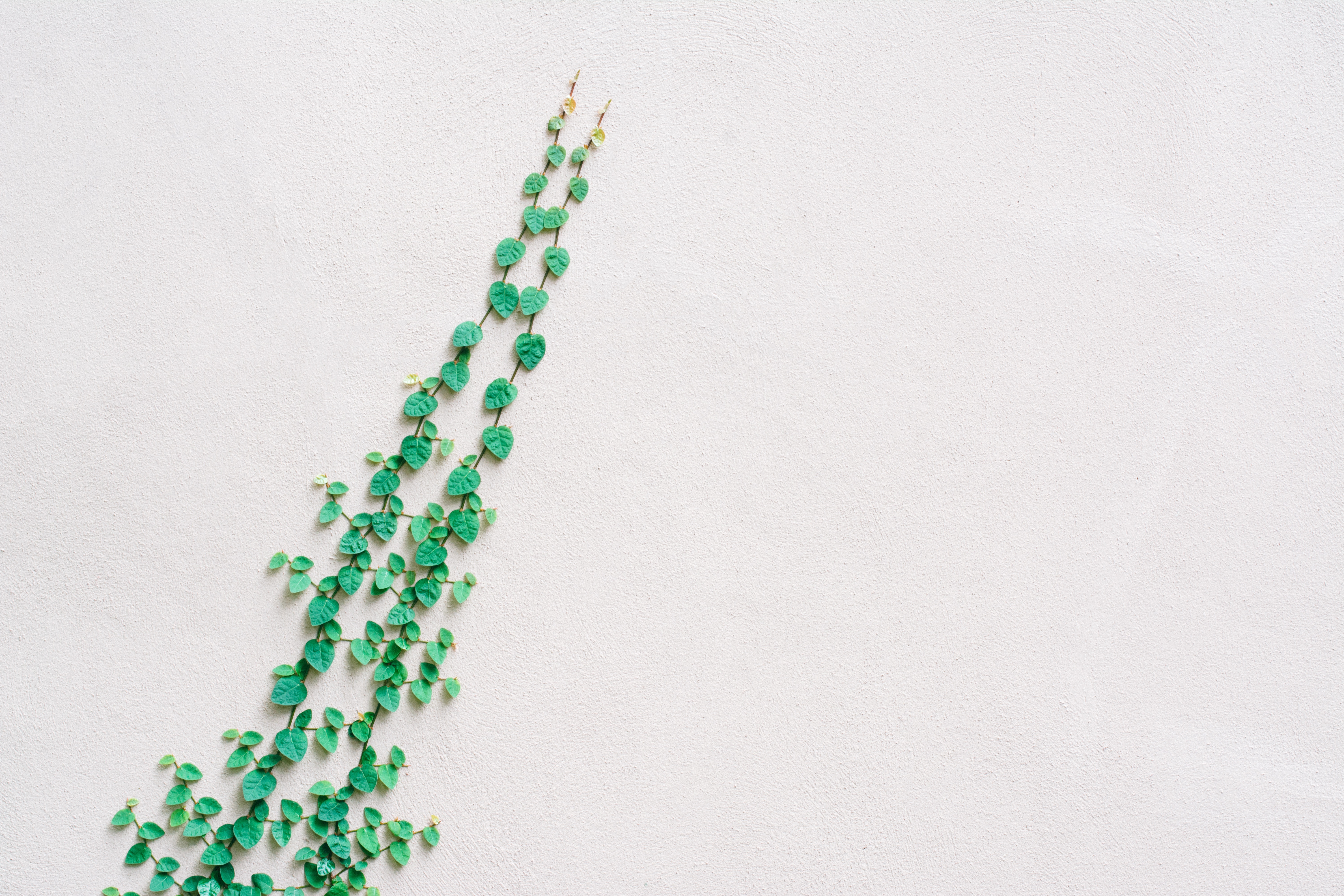 Бесплатное фото Растение с зелеными листиками растет на белой стене