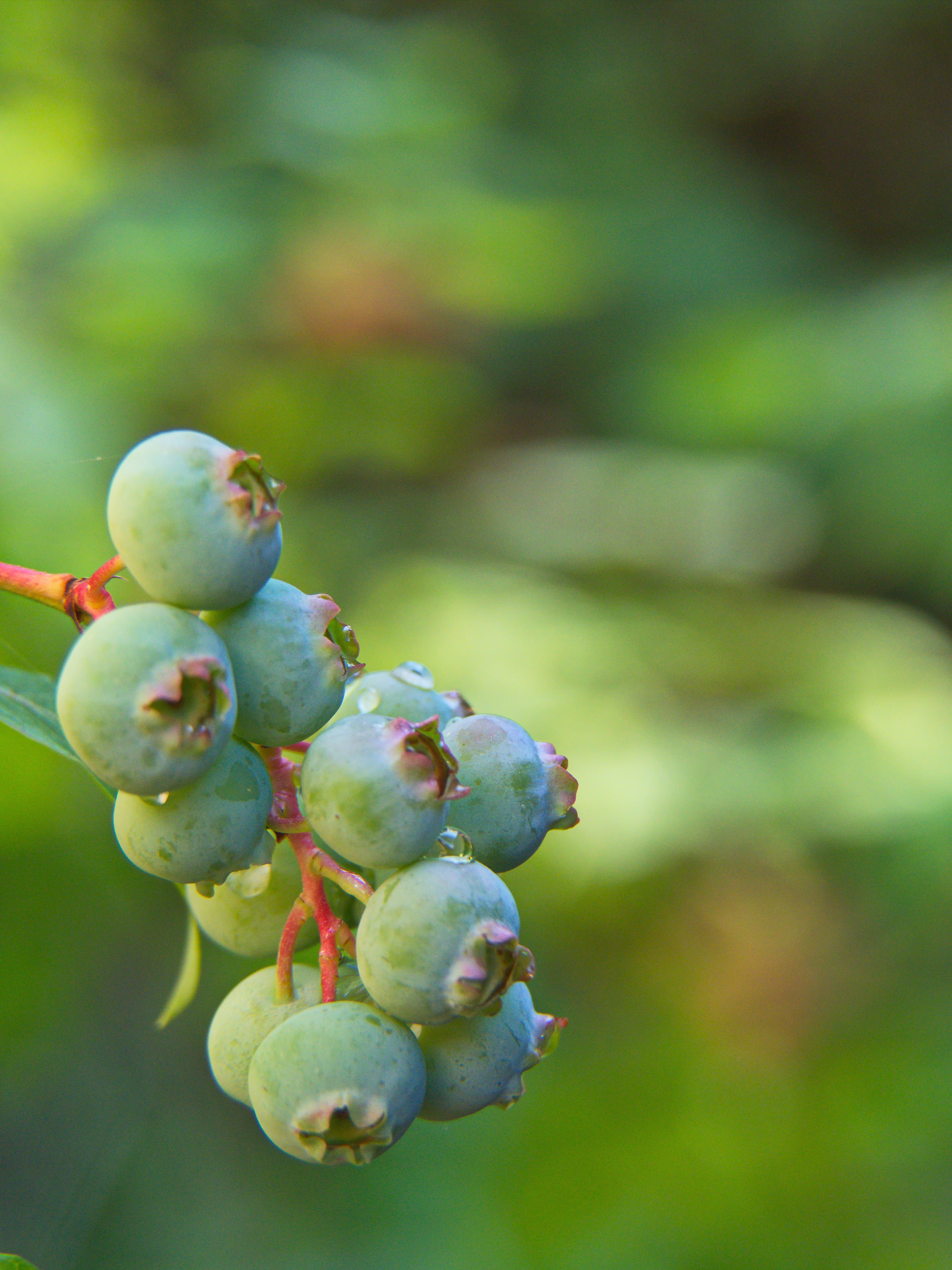 Free photo Green berries reminiscent of raspberries