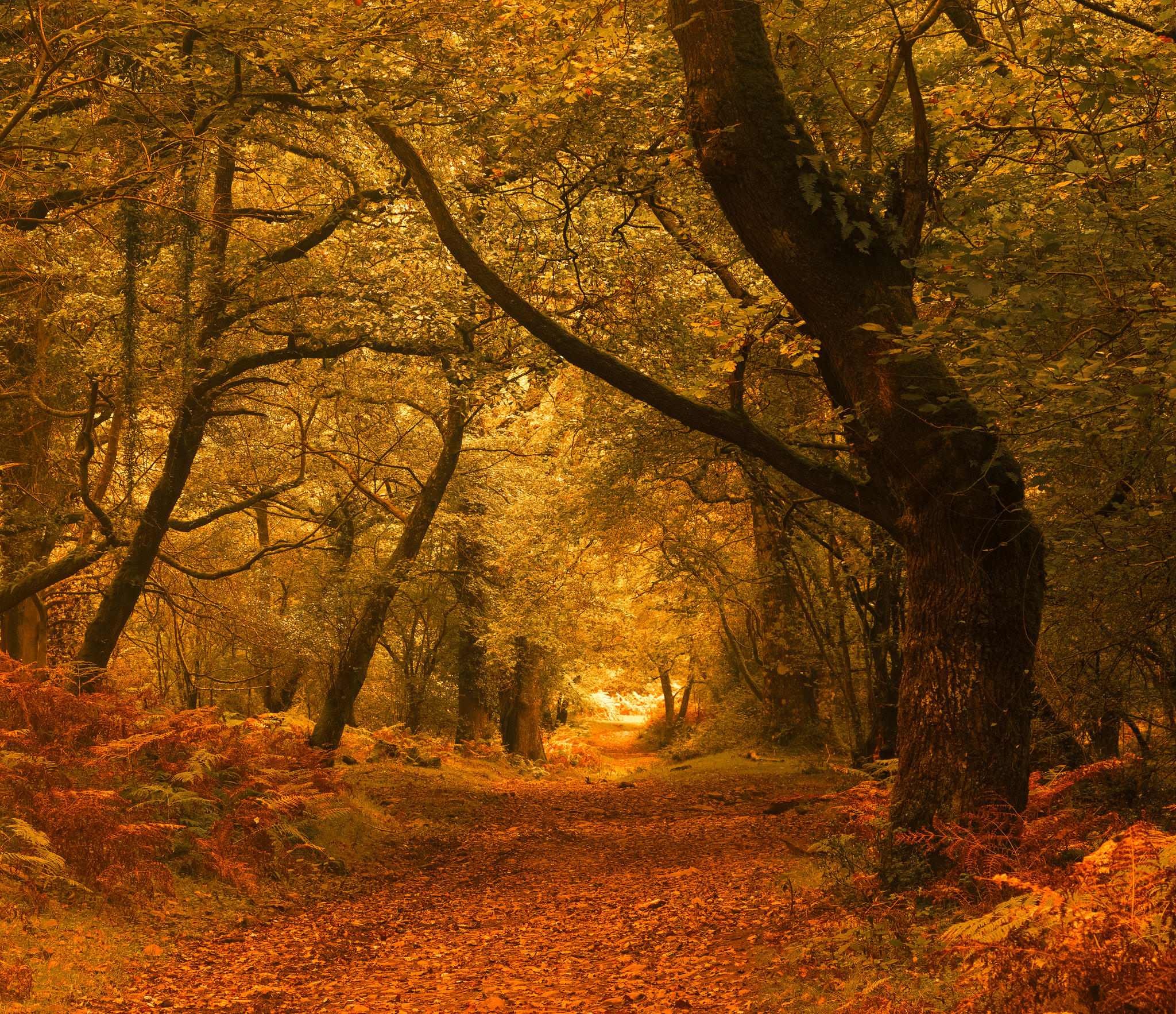 Wallpapers landscapes golden leaves autumn on the desktop