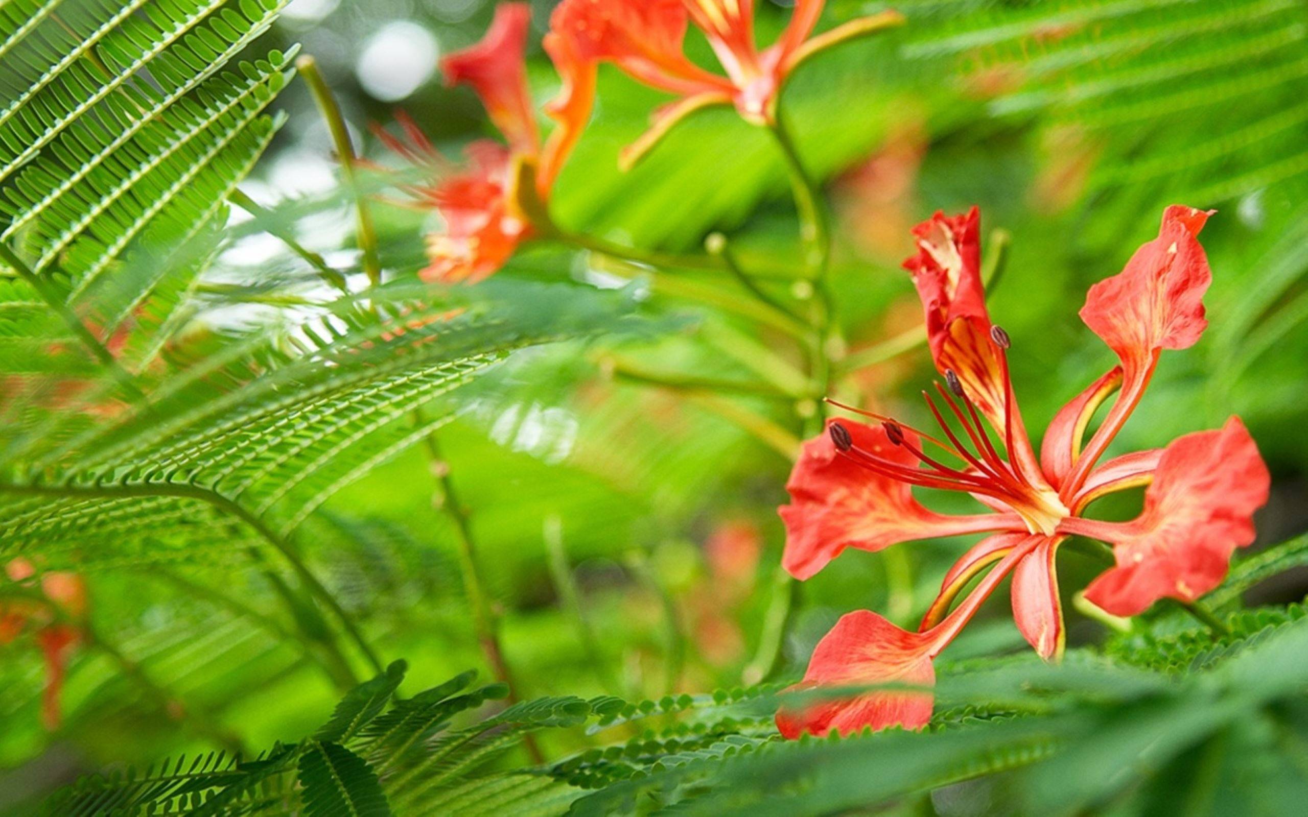 桌面上的壁纸热带花卉 蕨类 新芽