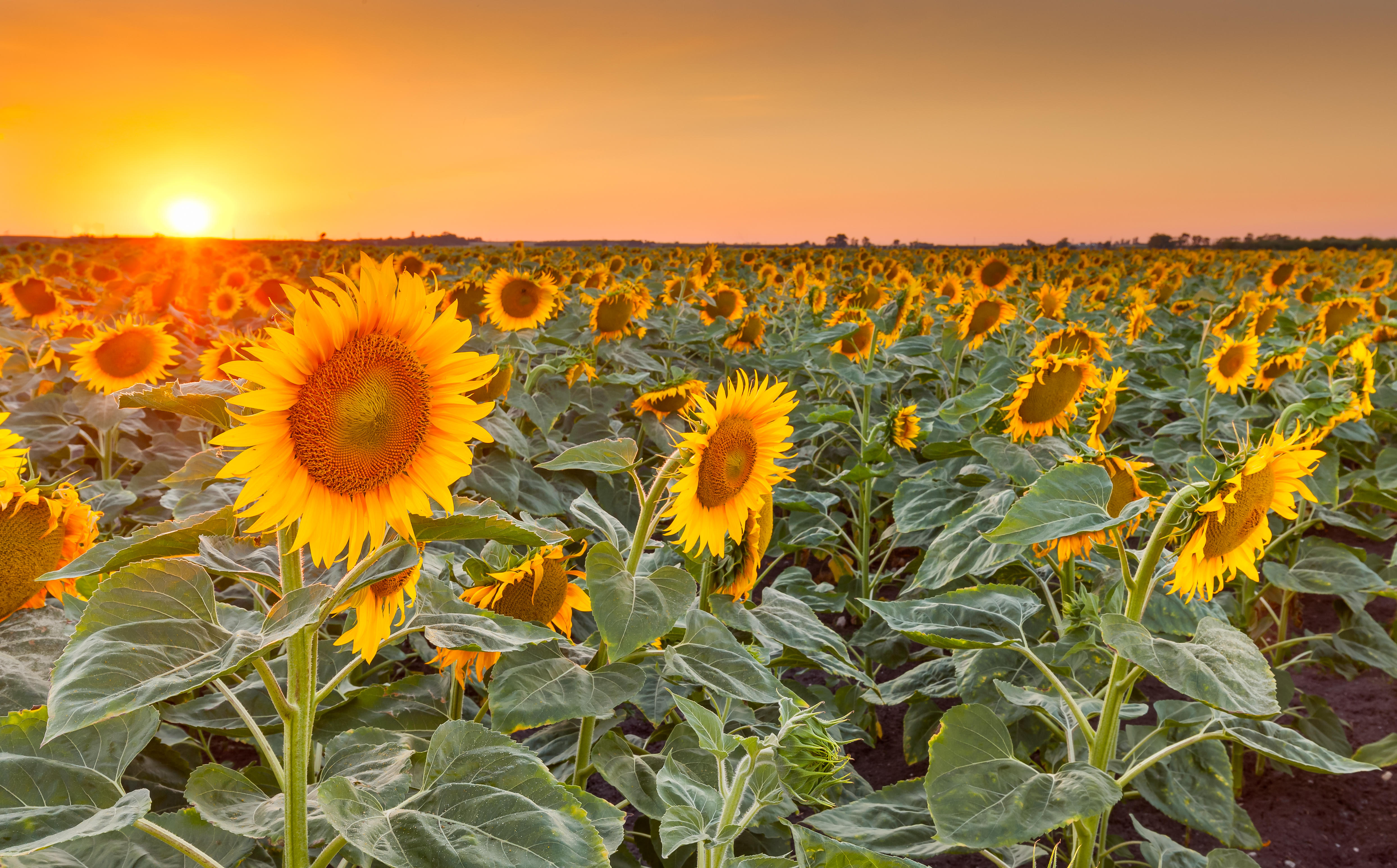 Free photo Free sunflowers, sunset - new photos