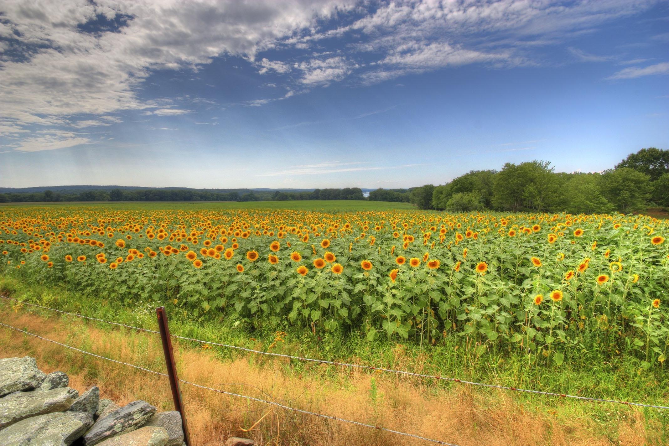 Wallpapers flowers landscape many sunflowers on the desktop