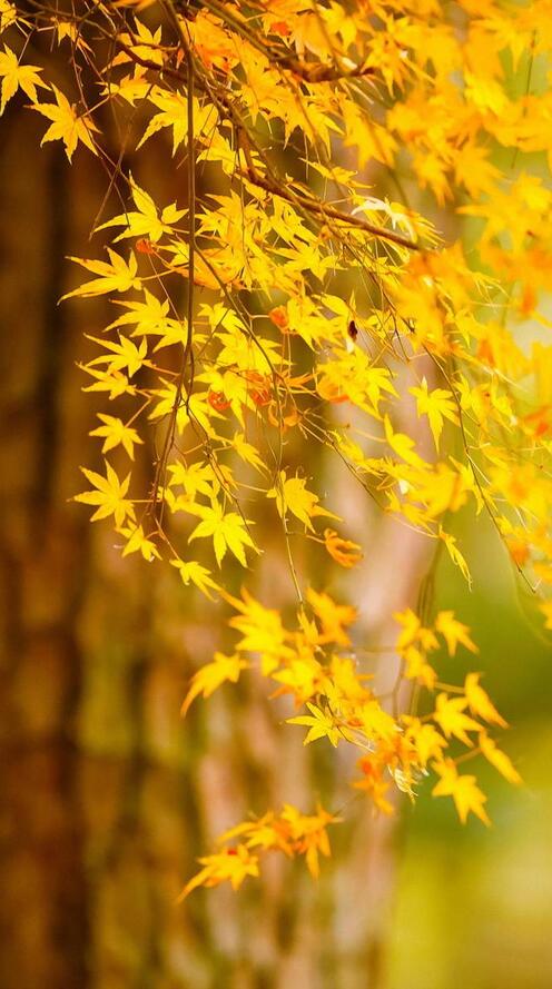 Дорога через осень / фото