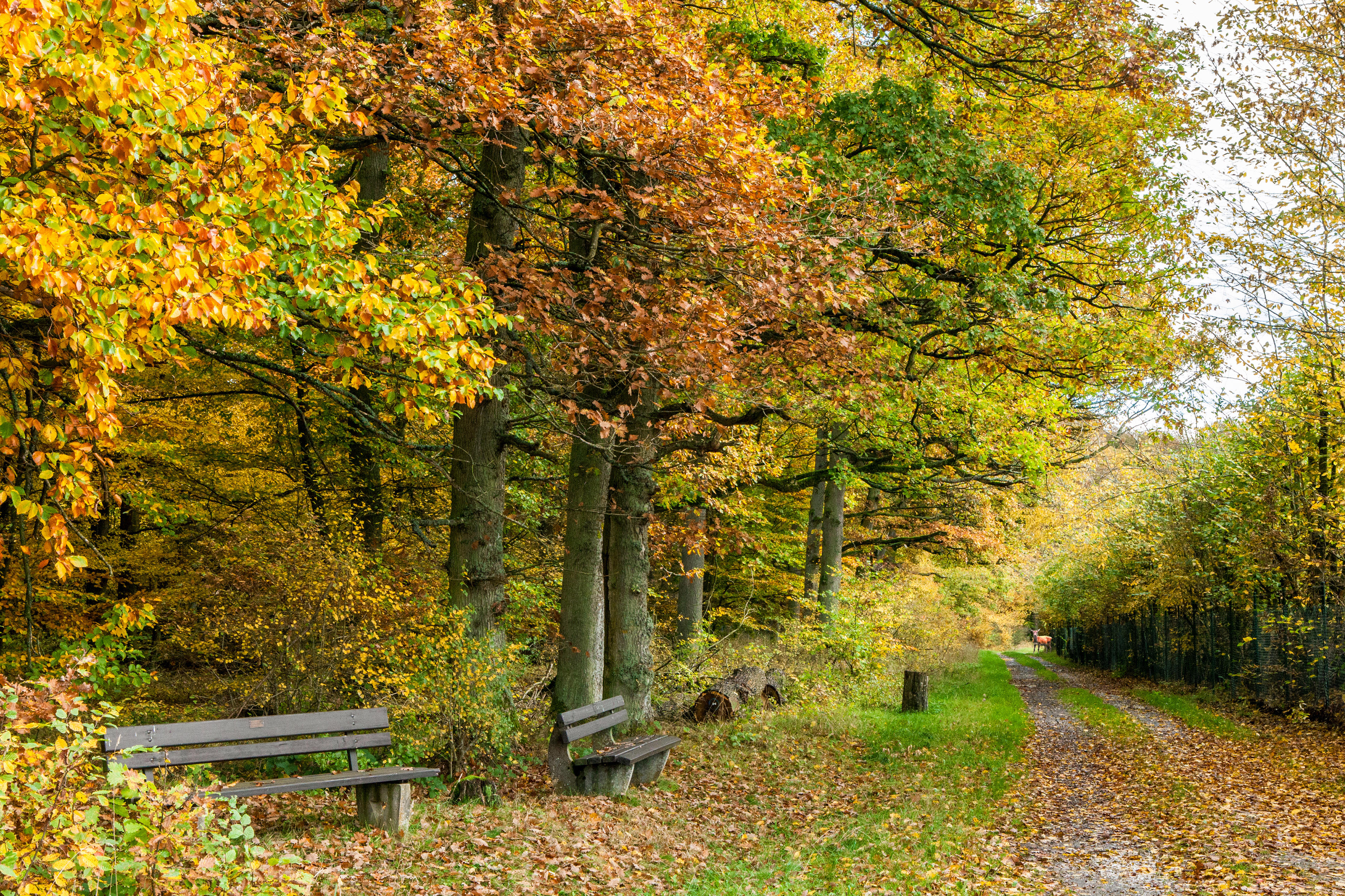 Бесплатное фото Осенний парк с с деревянными скамейками и опавшими листьями