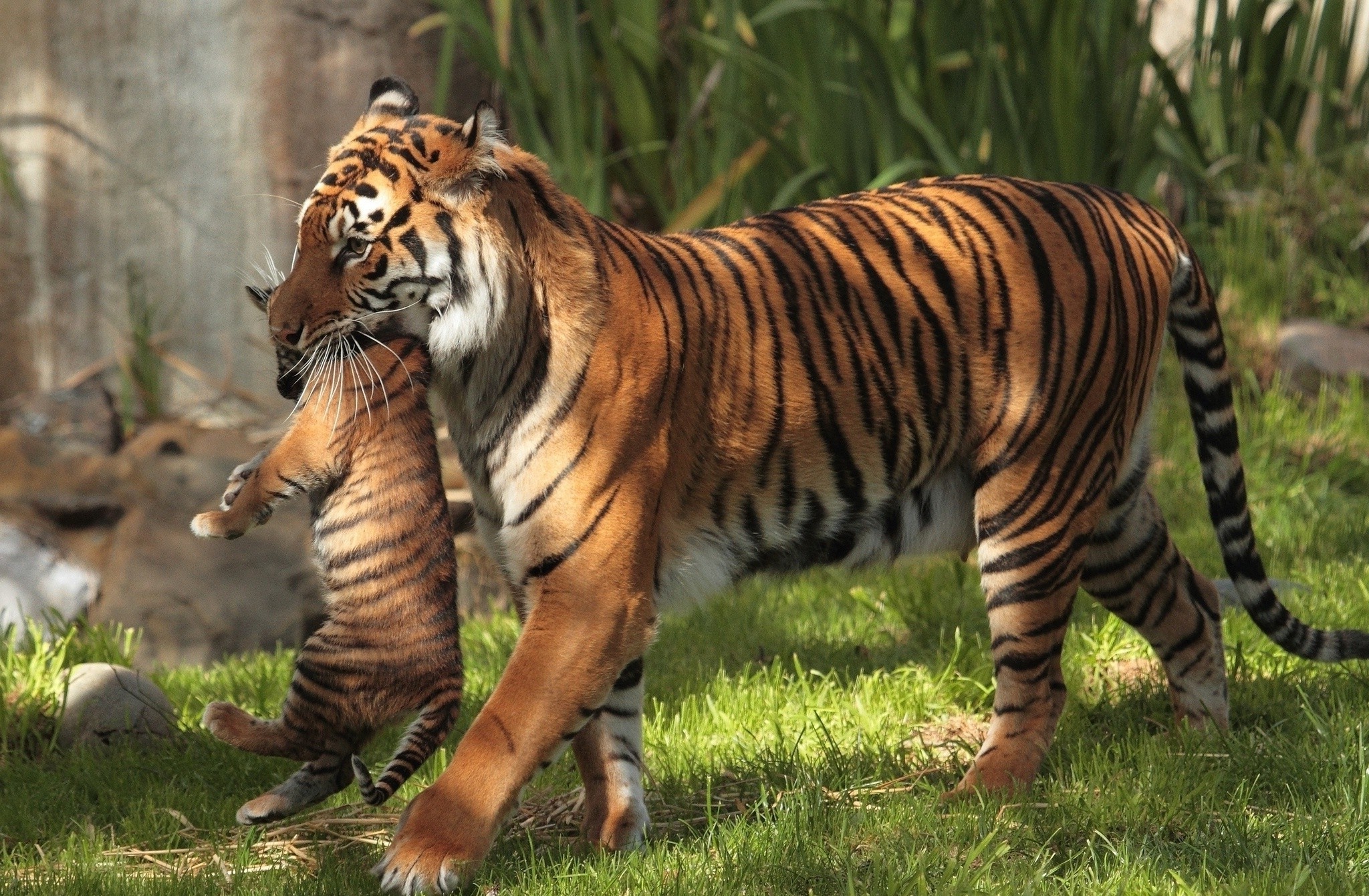 一只母老虎咬着一只小老虎。