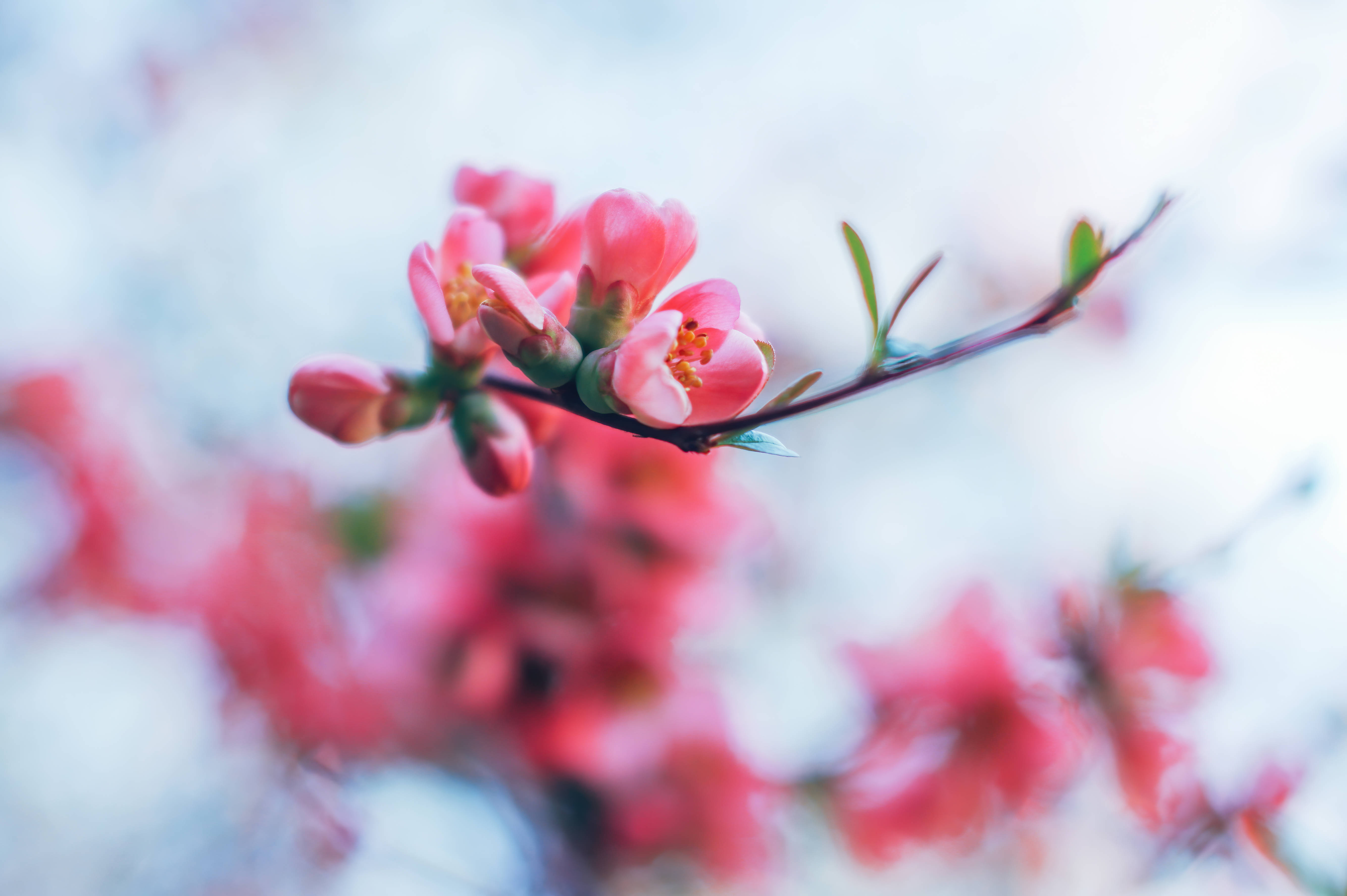 春天的花枝，开着粉红色的花朵