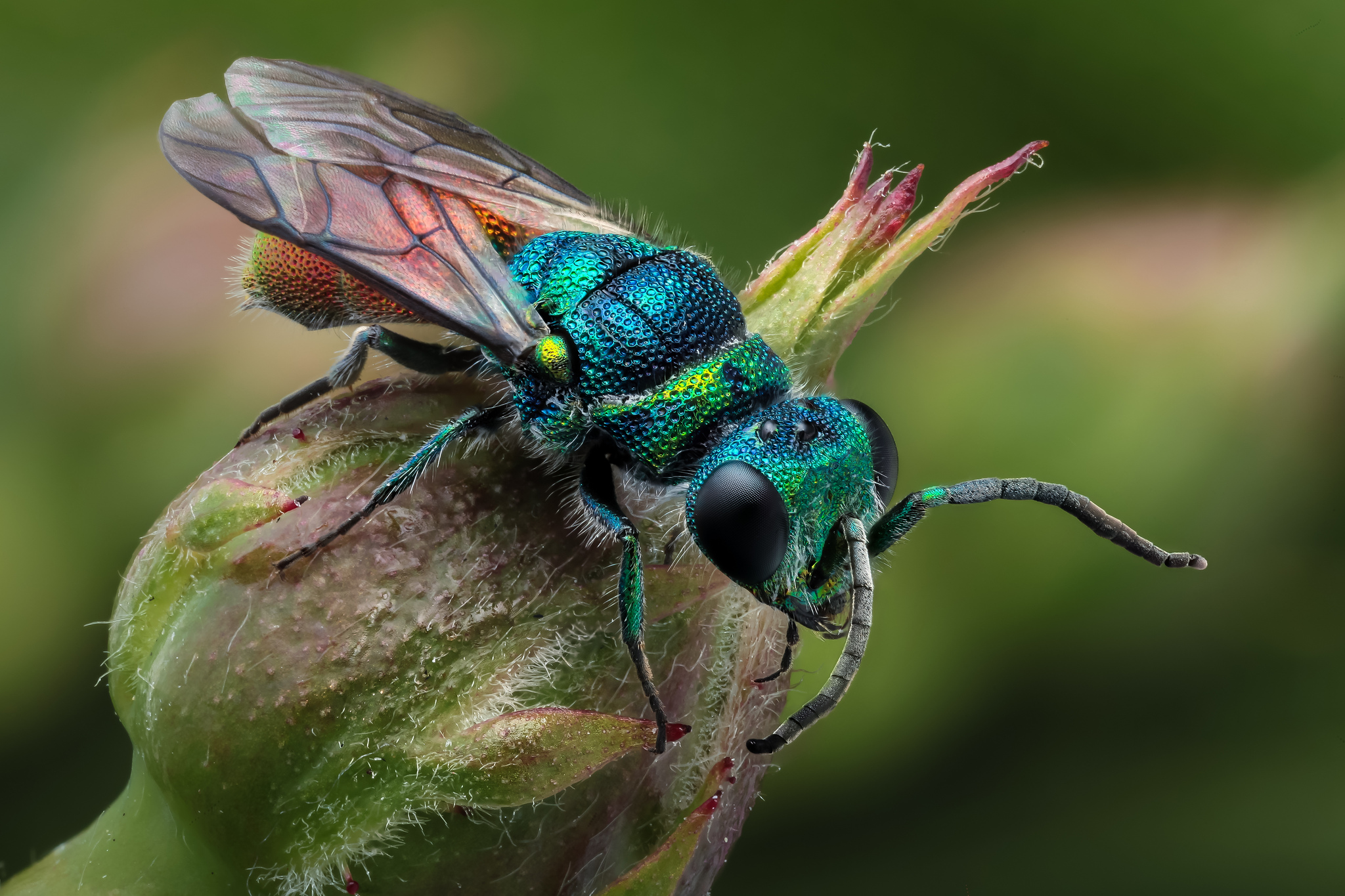 Wallpapers These beautifully colored tiny wasps 6-7 mm wasps on the desktop