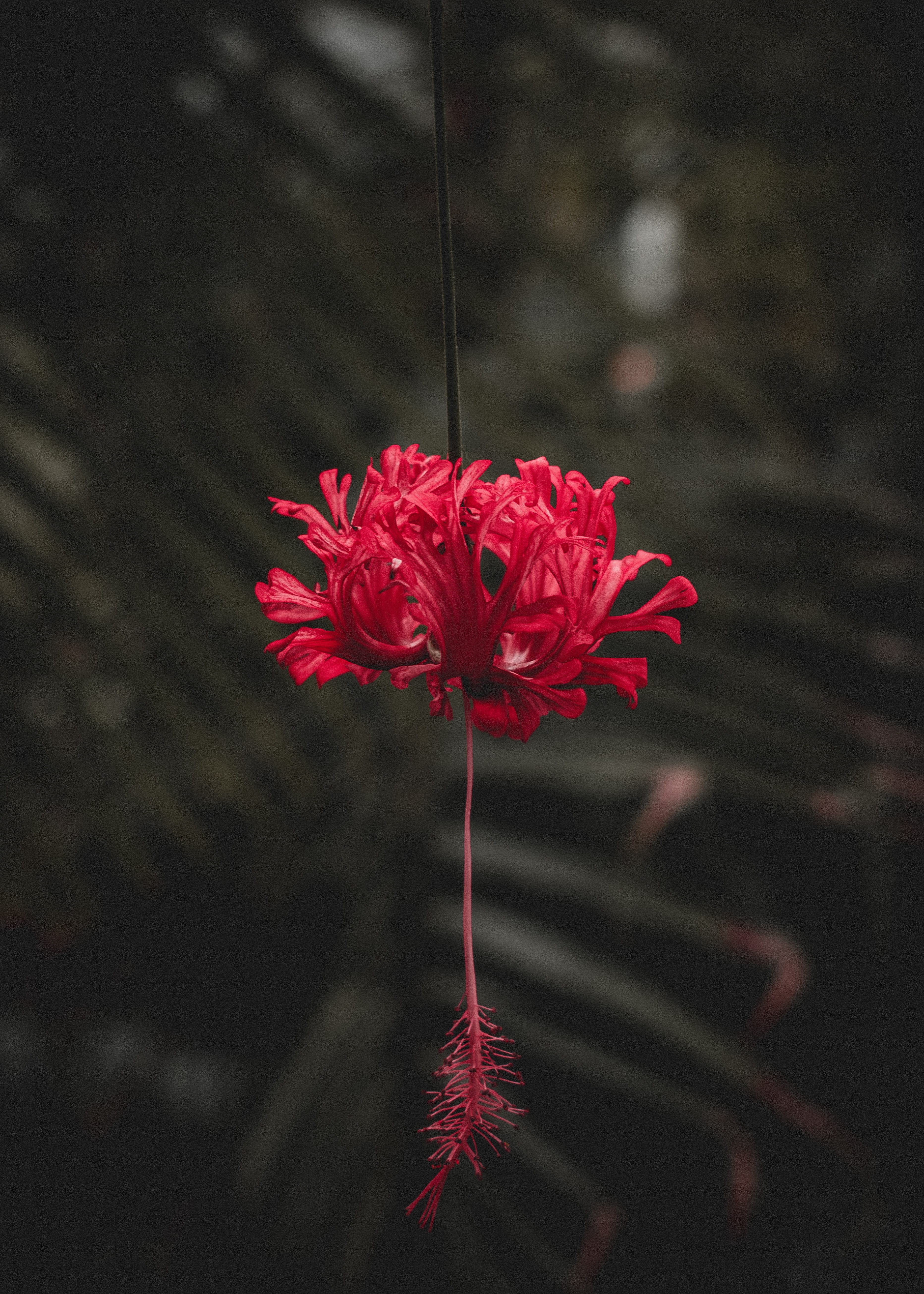 Free photo Screensaver flower, red on the iphone