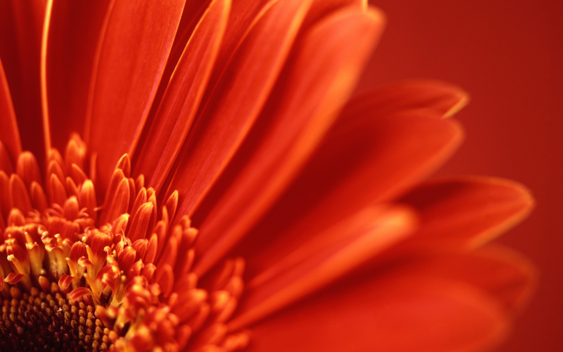 Bright red-orange petals.