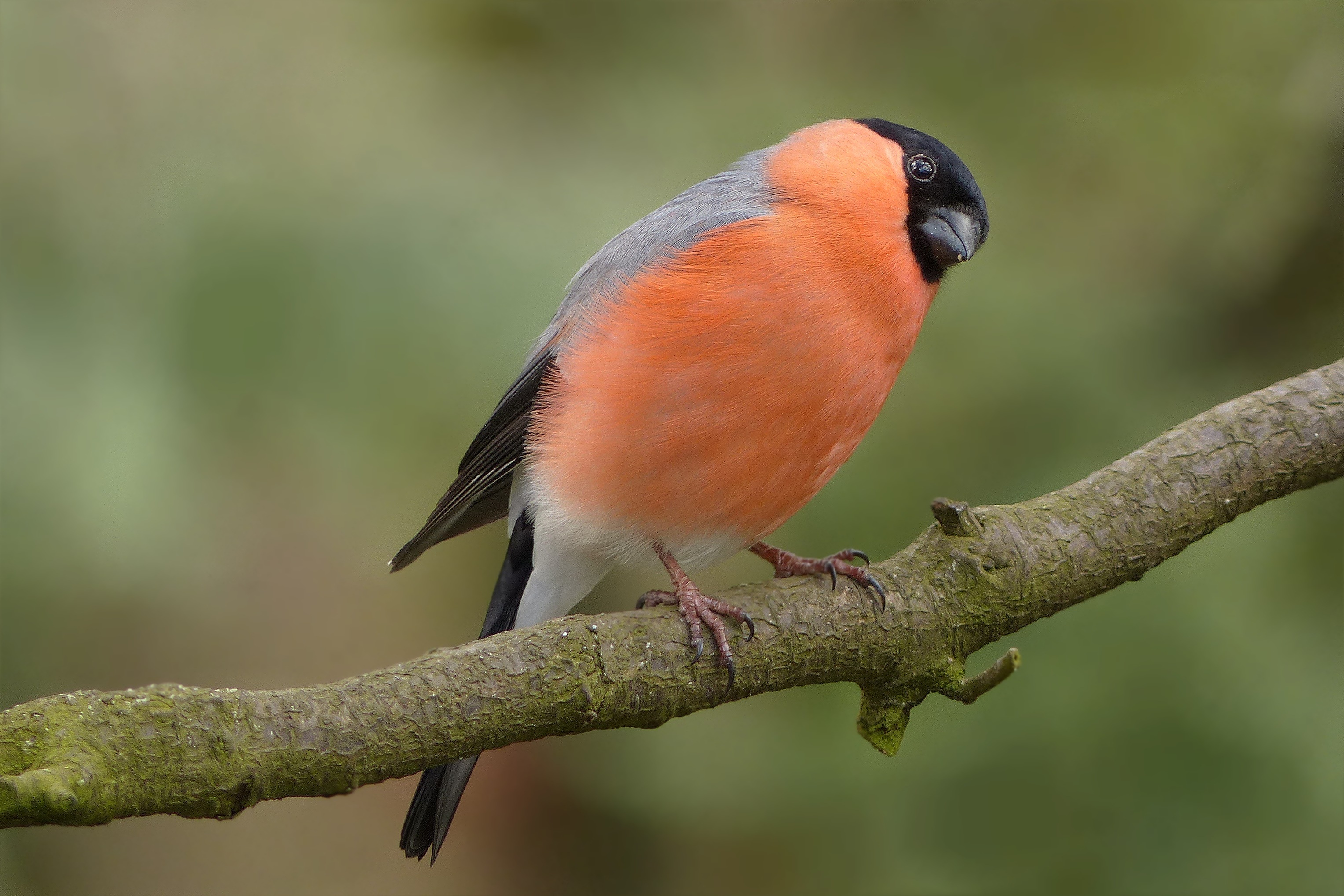 Free photo A bullfinch on a tree branch