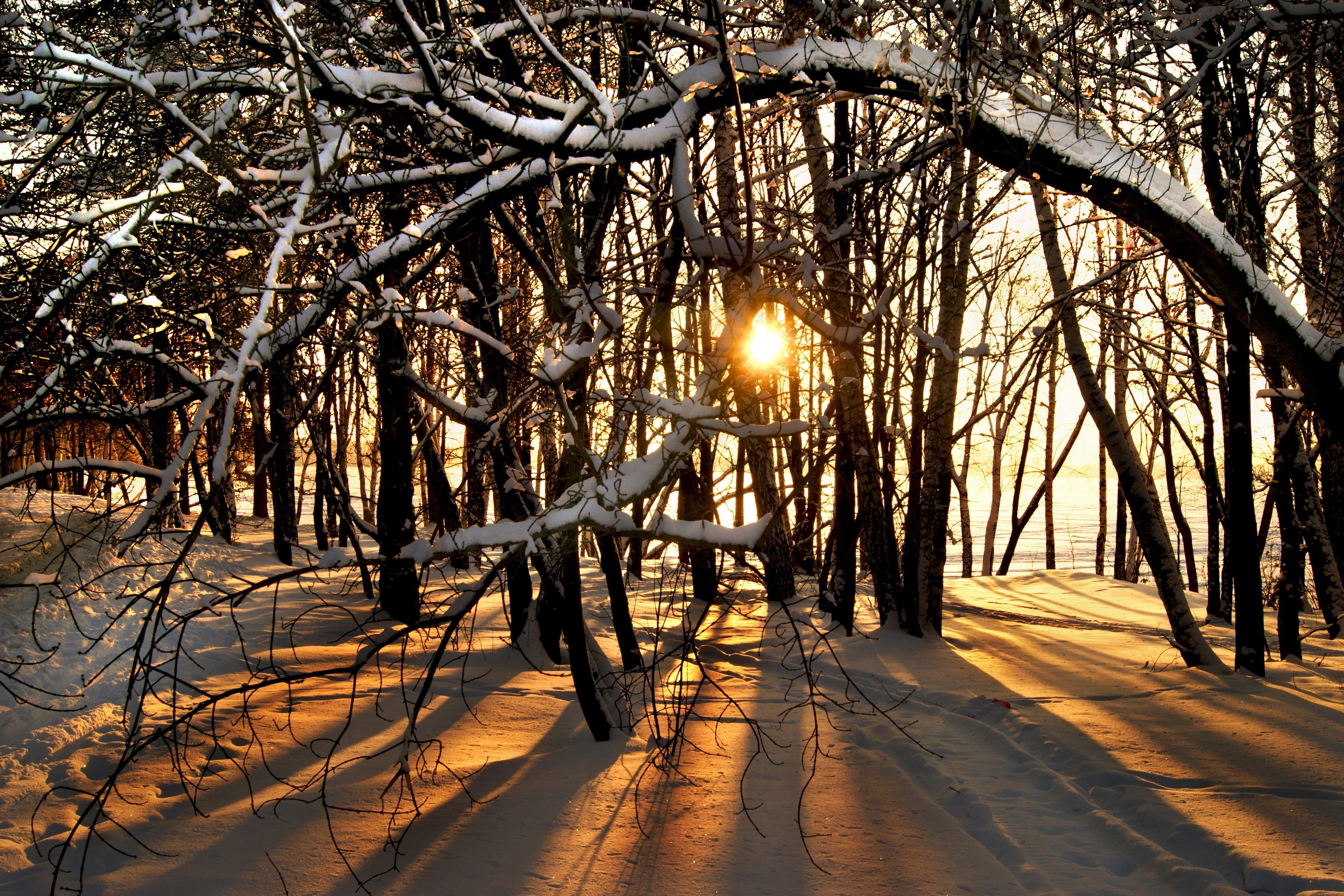 Morning in the winter forest