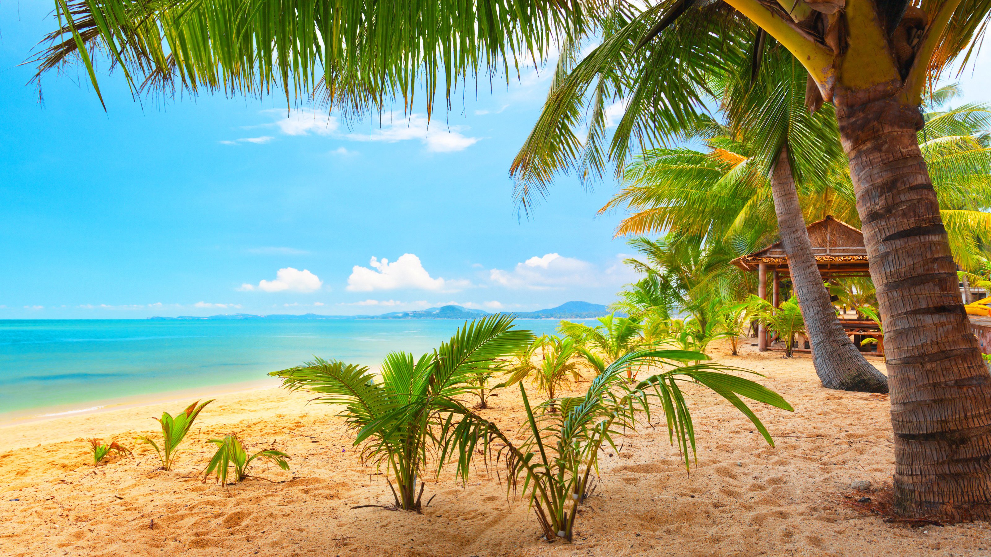 桌面上的壁纸夏季 海滩 棕榈树