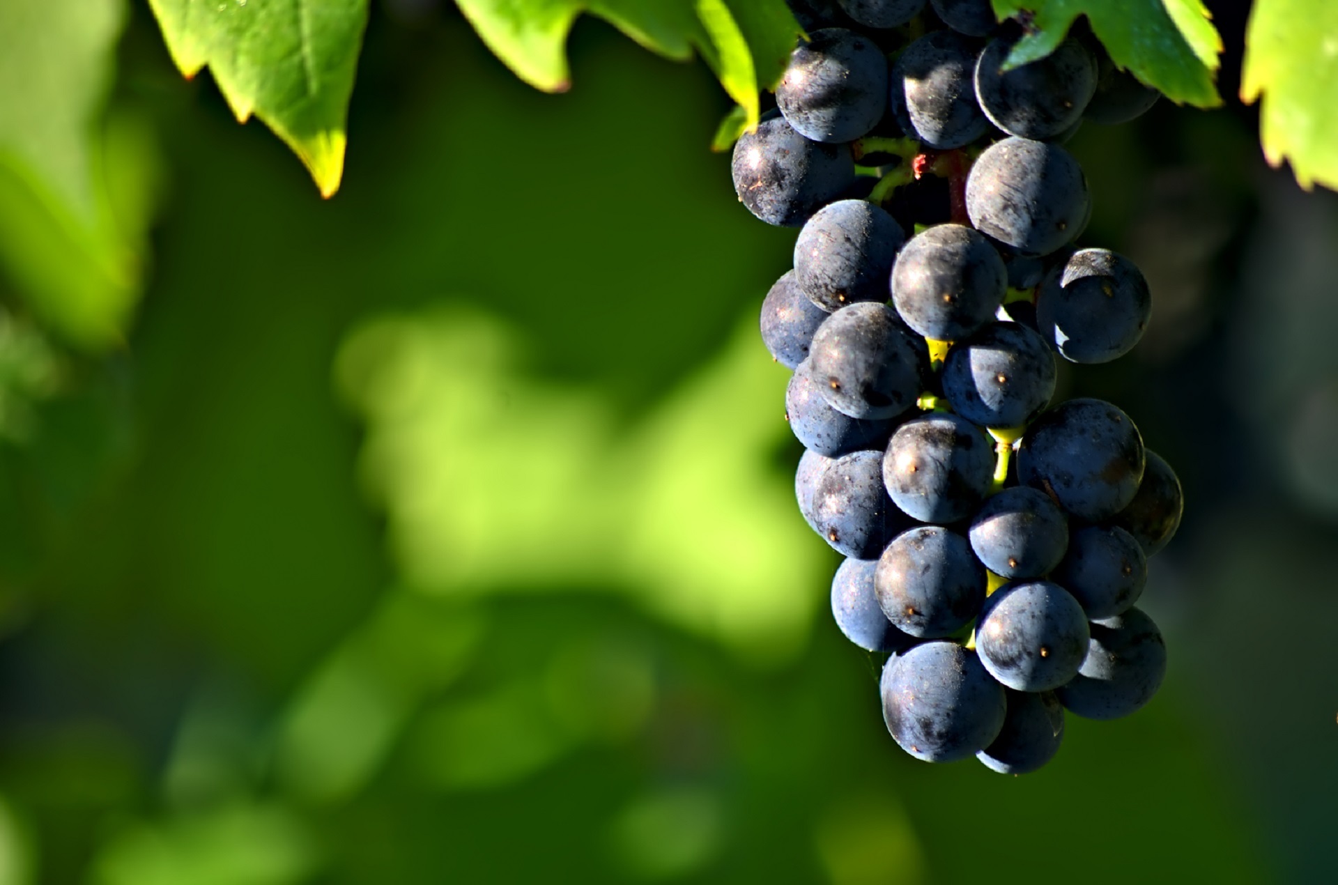 Free photo Sprig with grapes