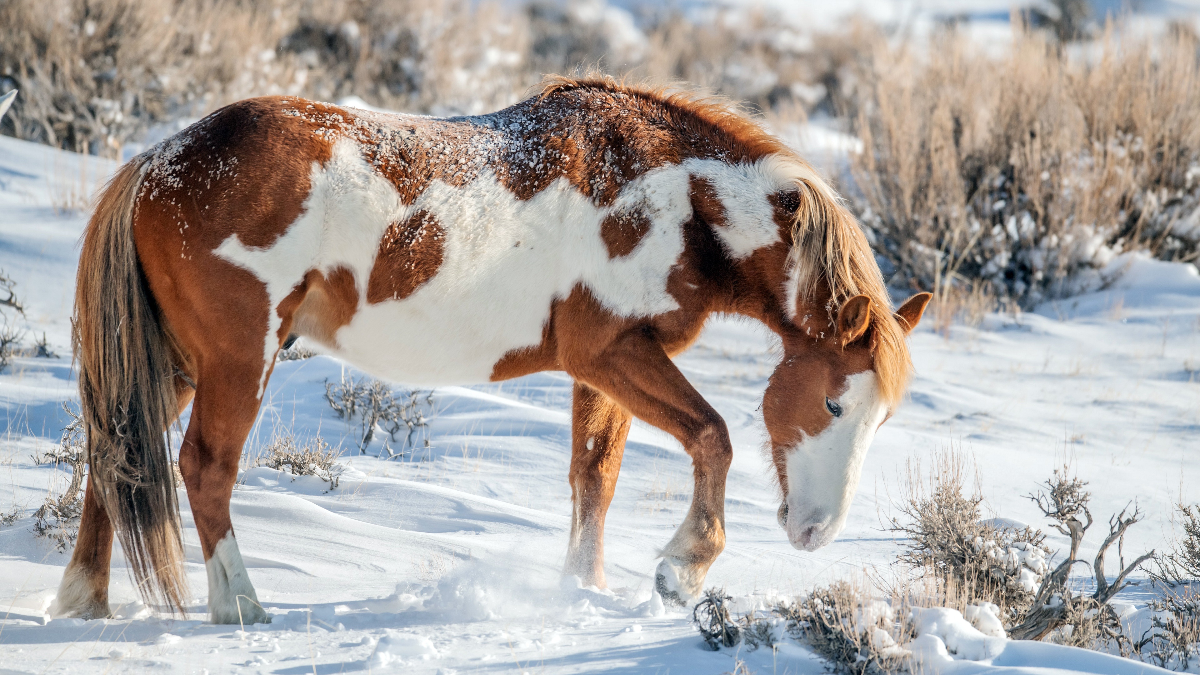 在雪地里的一匹漂亮的马的梳理